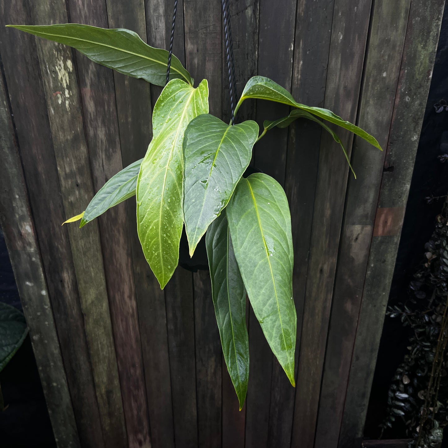 Anthurium Spectabile Hybrid
