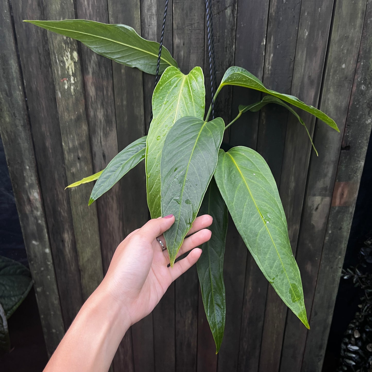 Anthurium Spectabile Hybrid