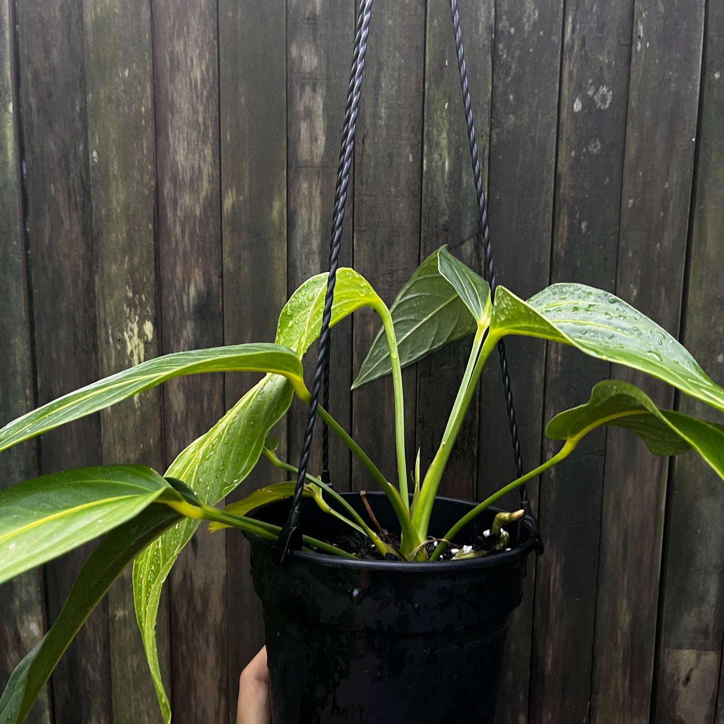 Anthurium Spectabile Hybrid