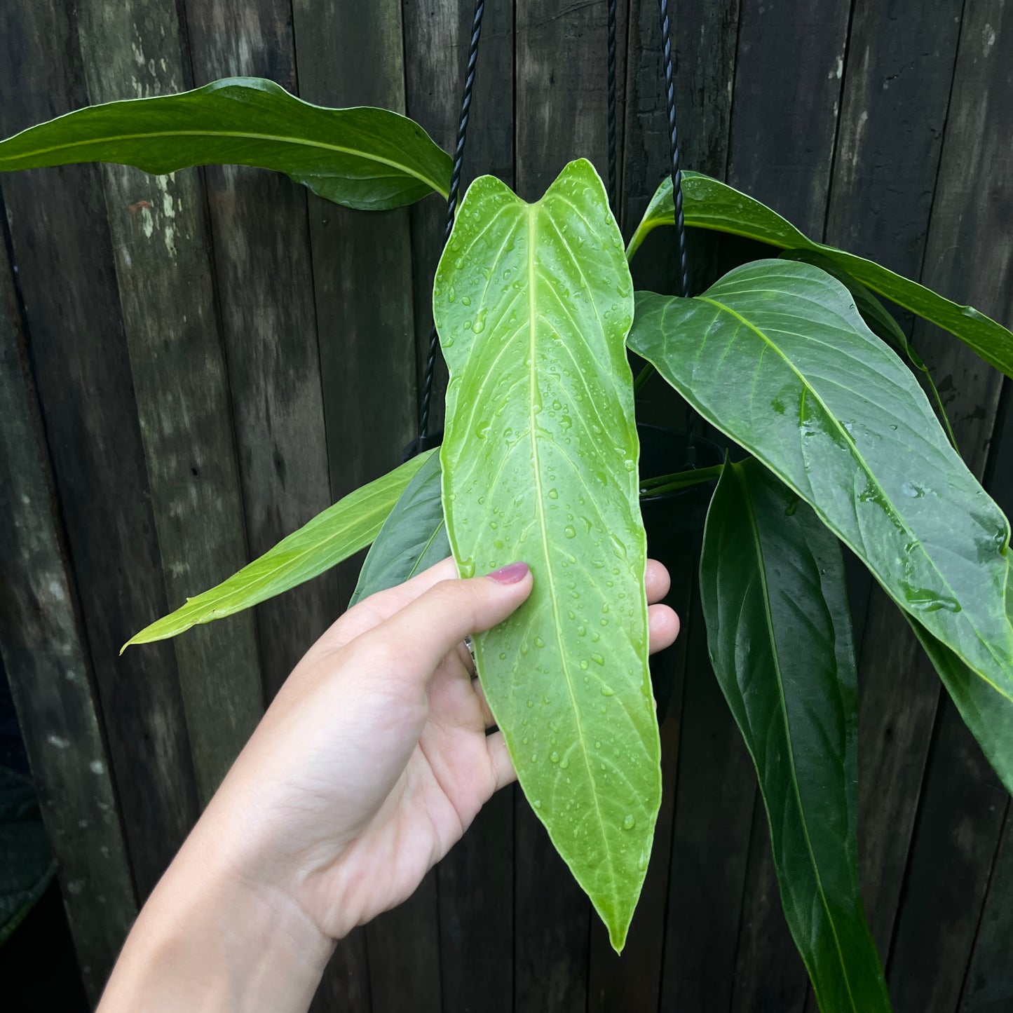 Anthurium Spectabile Hybrid