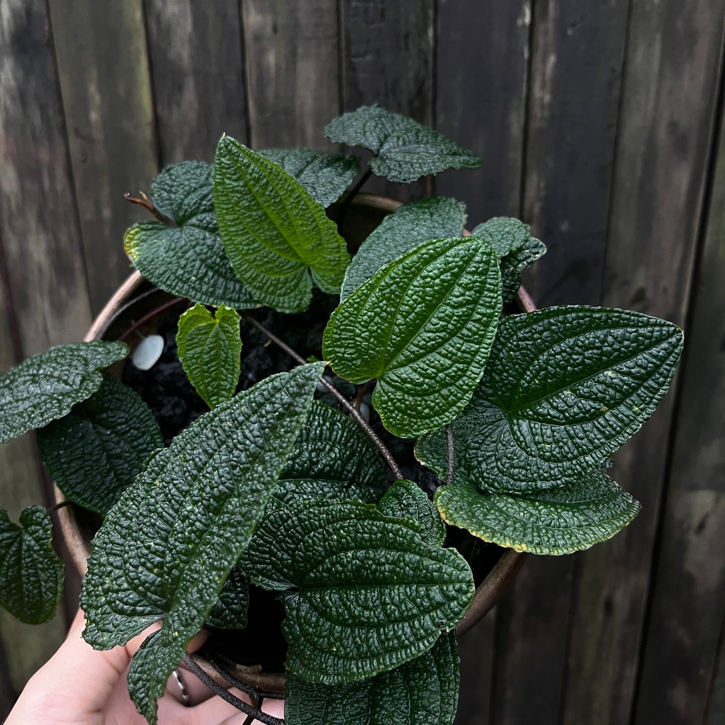 Anthurium Clidemioides