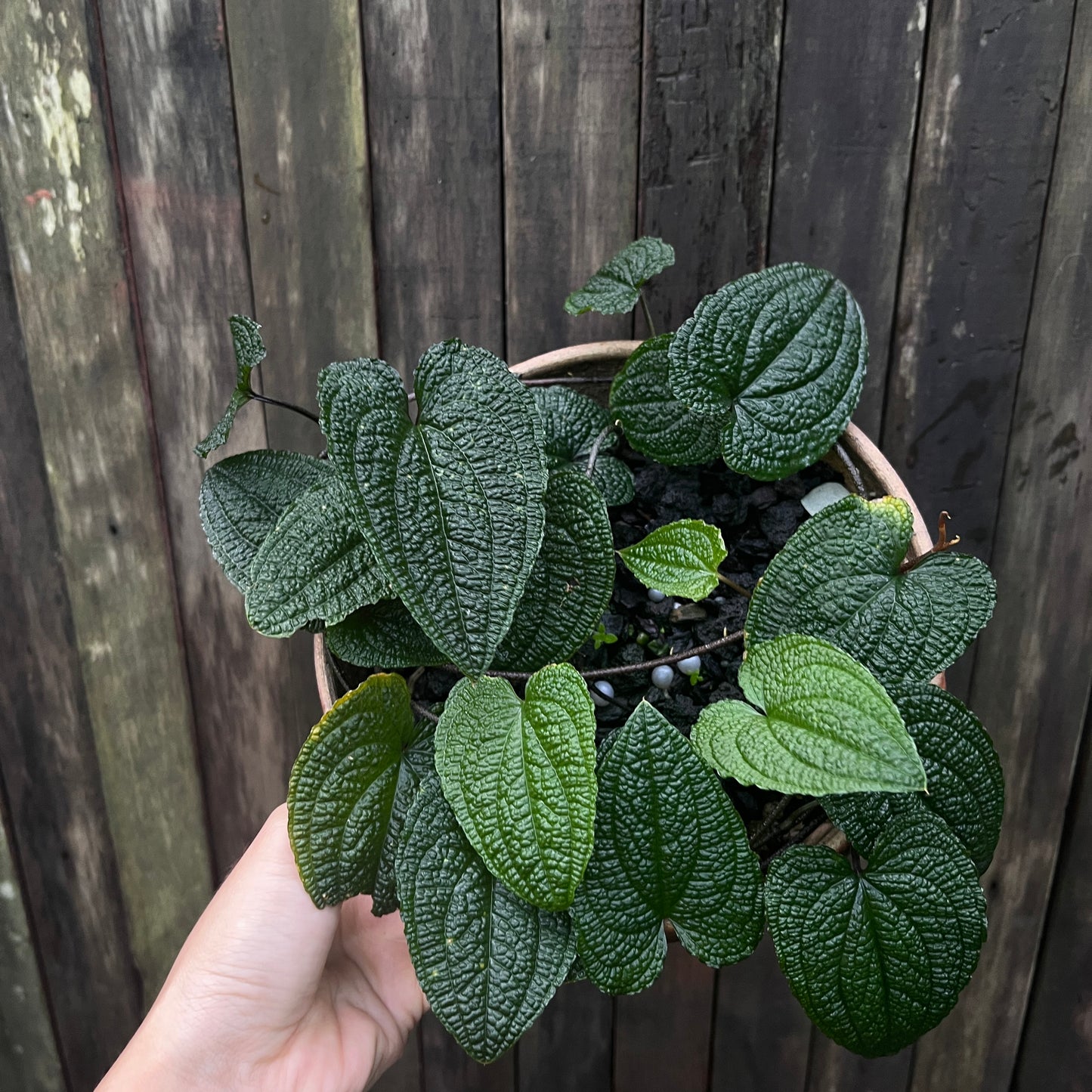 Anthurium Clidemioides