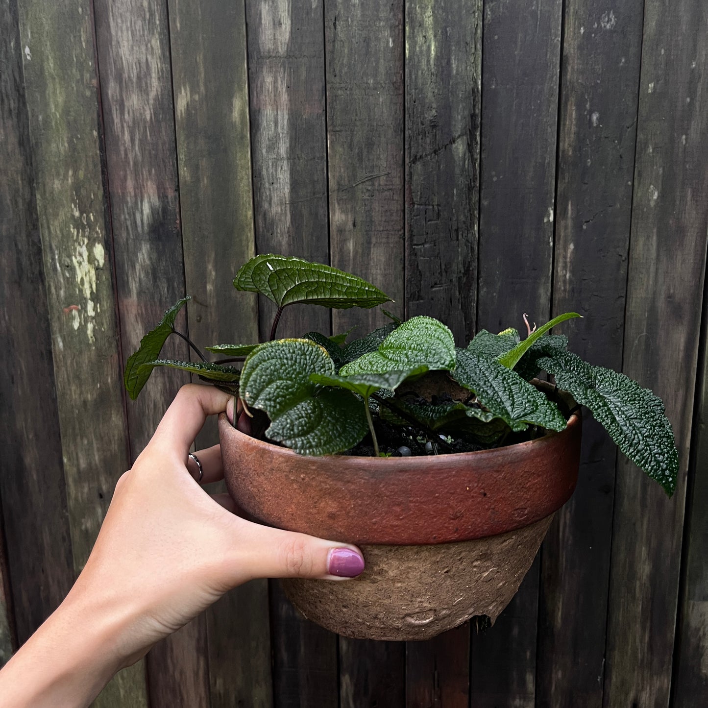 Anthurium Clidemioides