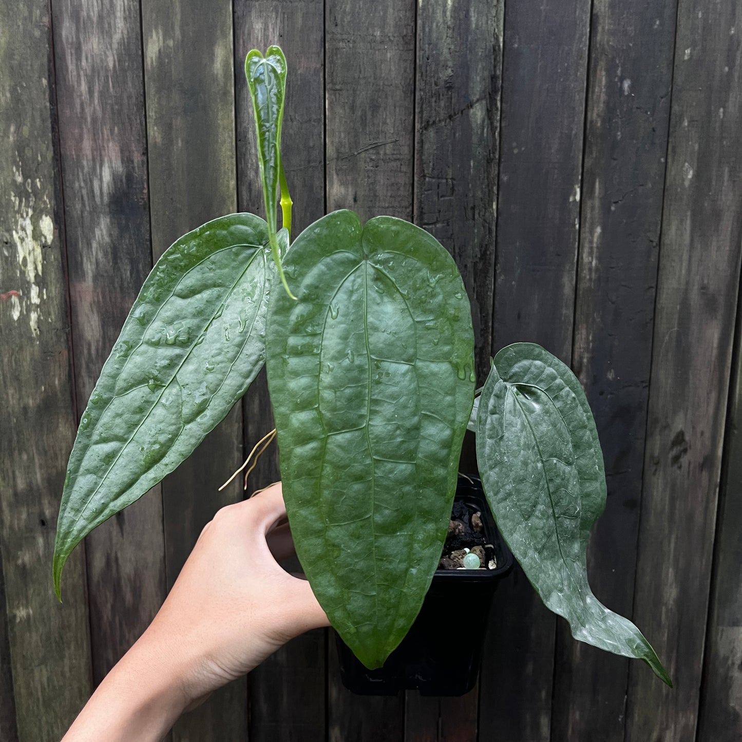 Anthurium sp Limon
