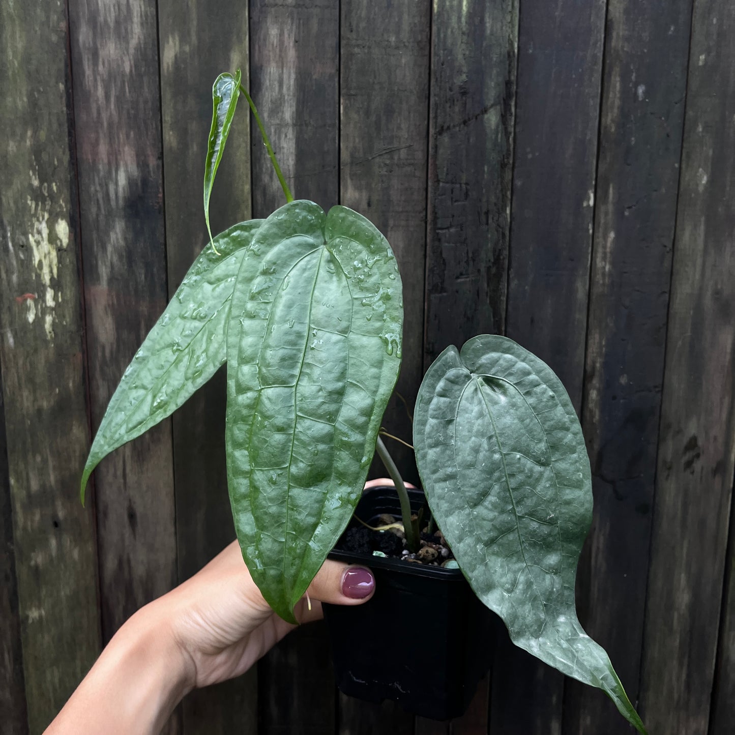 Anthurium sp Limon