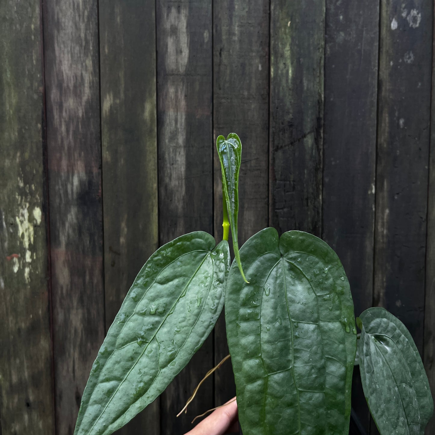 Anthurium sp Limon