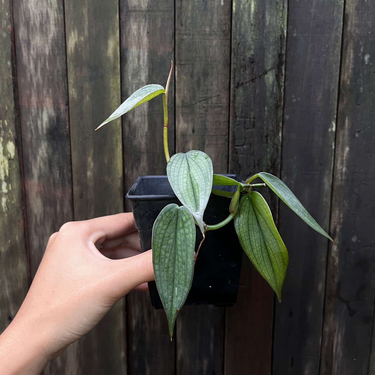 Philodendron ‘Burle Marx Fantasy’