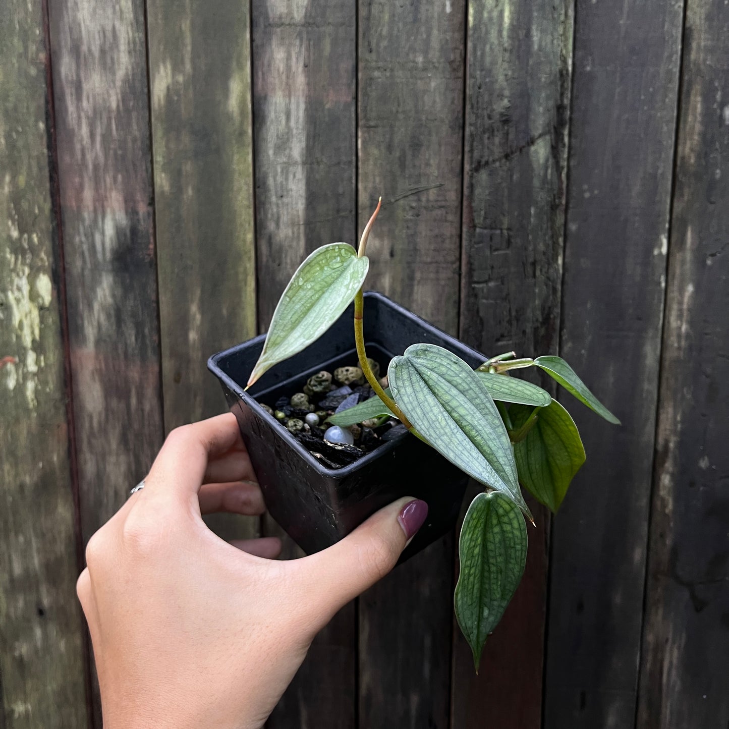 Philodendron ‘Burle Marx Fantasy’