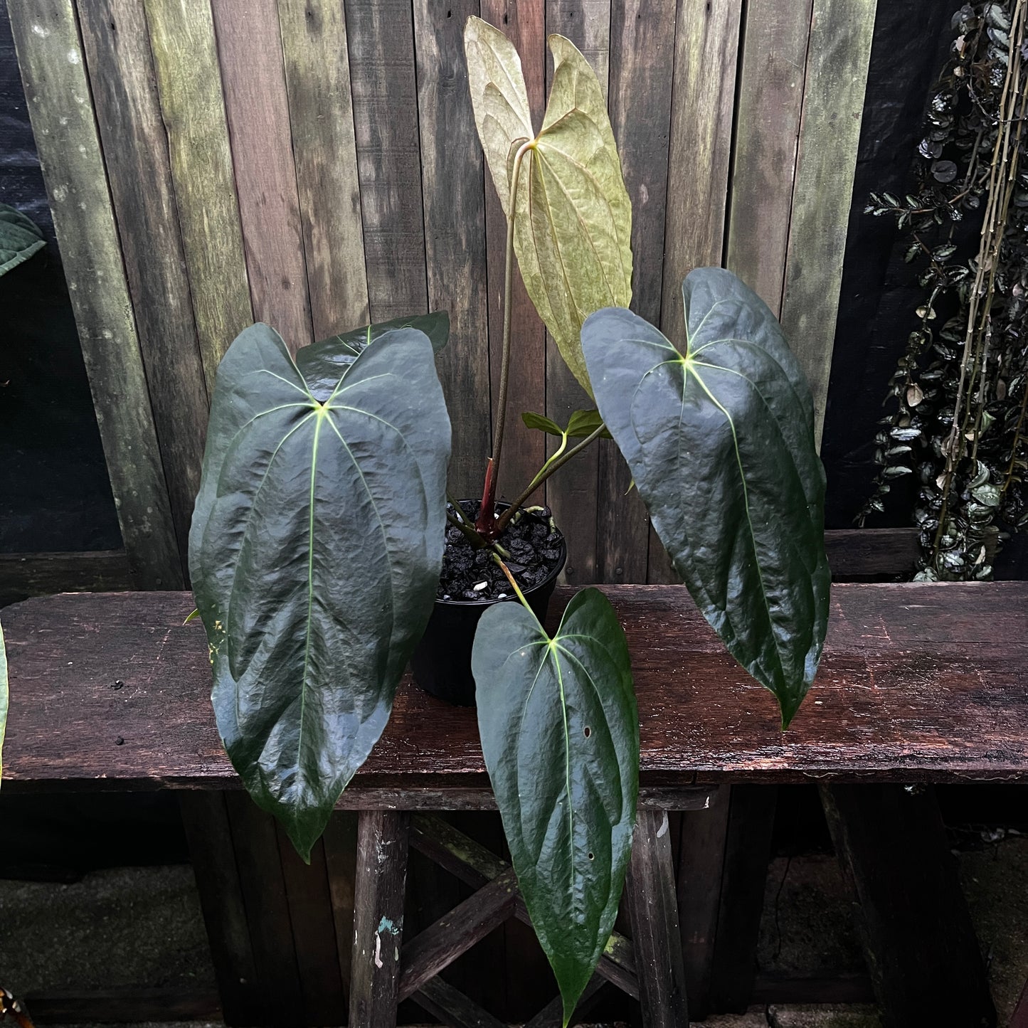 Anthurium 'Misty Hill' (Fort Sherman x Blue Papi)