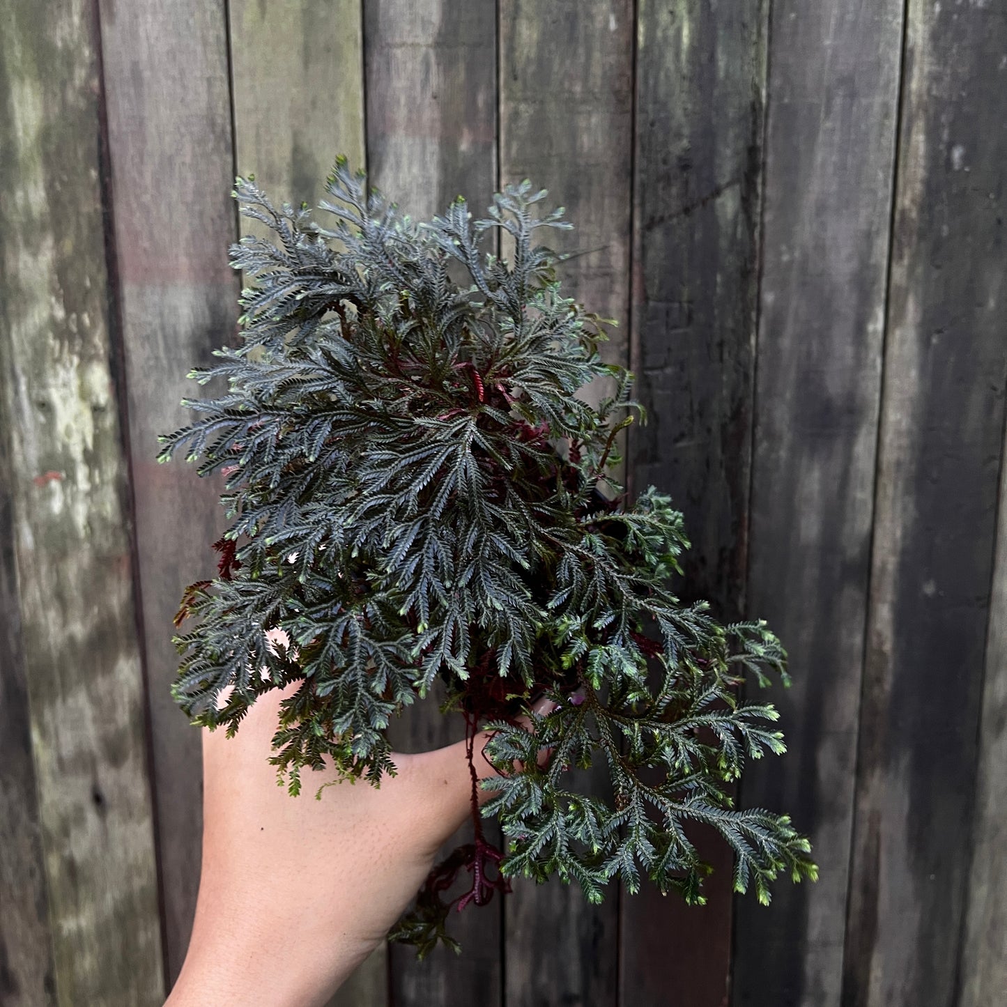 Selaginella Erythropus