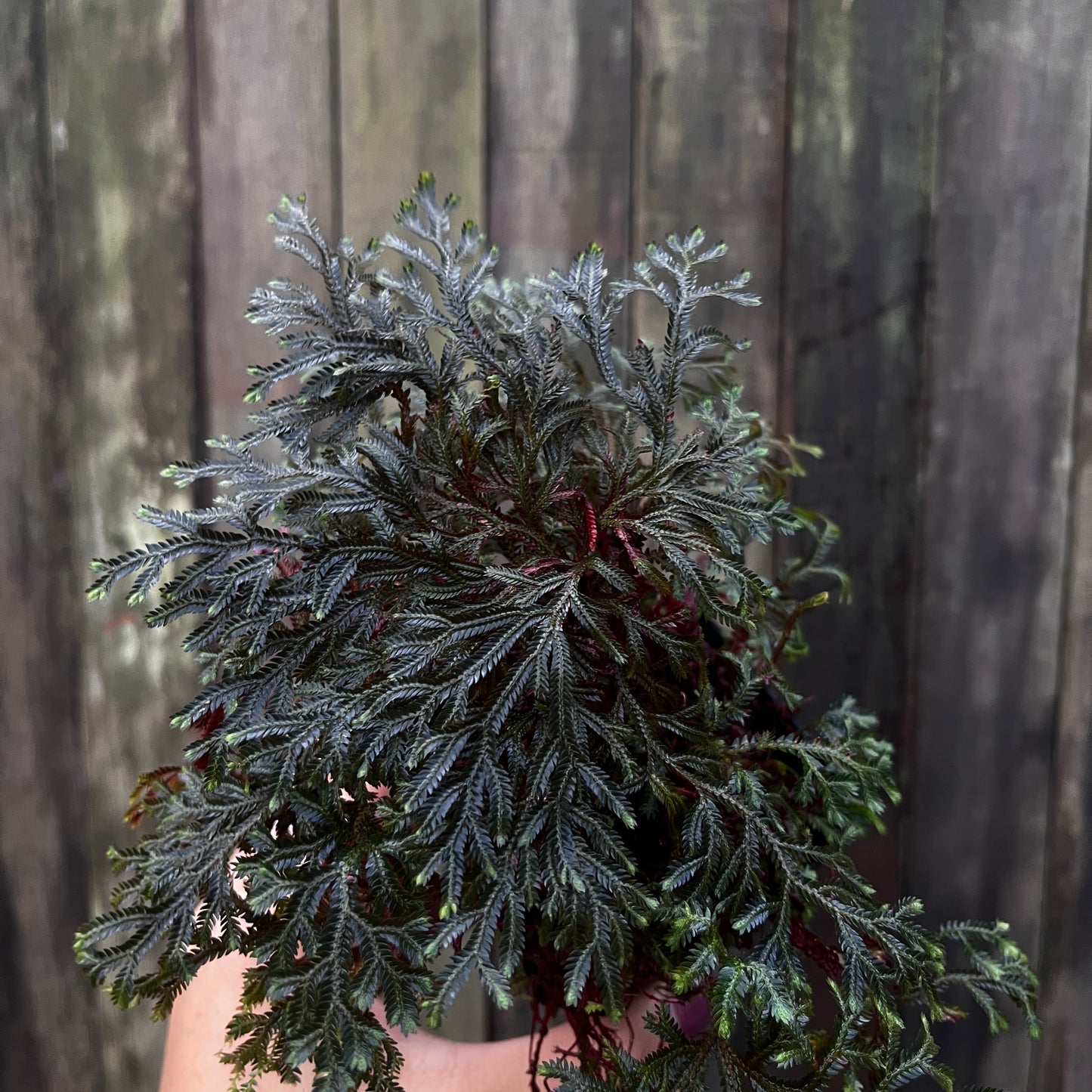 Selaginella Erythropus
