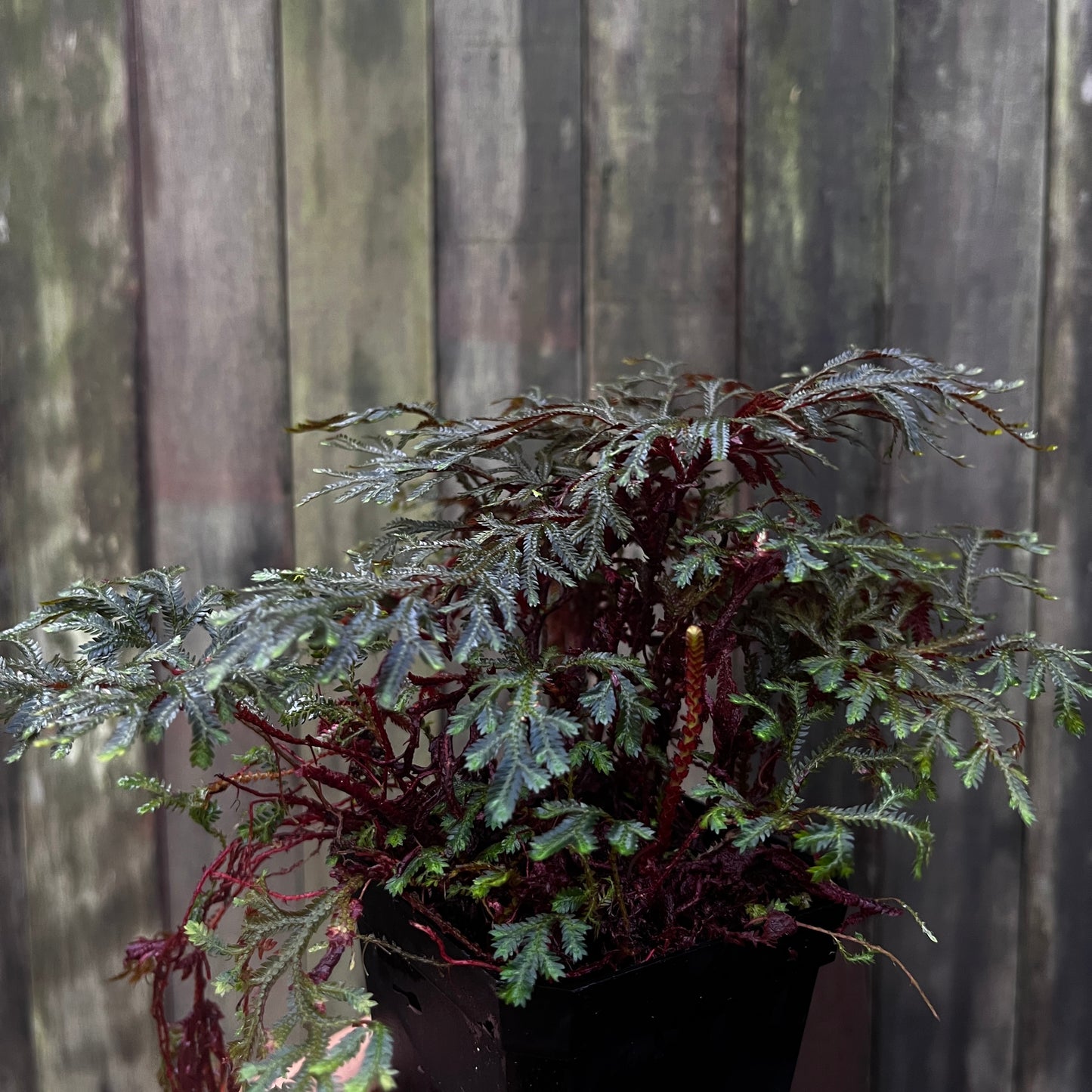 Selaginella Erythropus