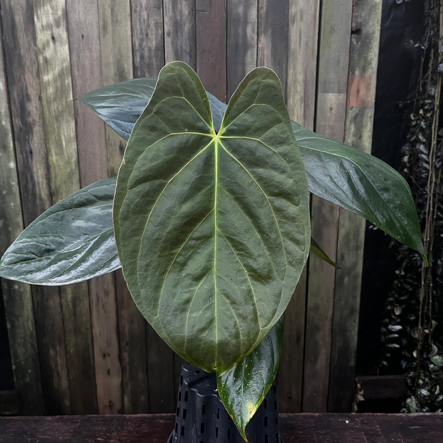 Anthurium Papillilaminum 'Vintage Clone' x 'Fort Sherman'