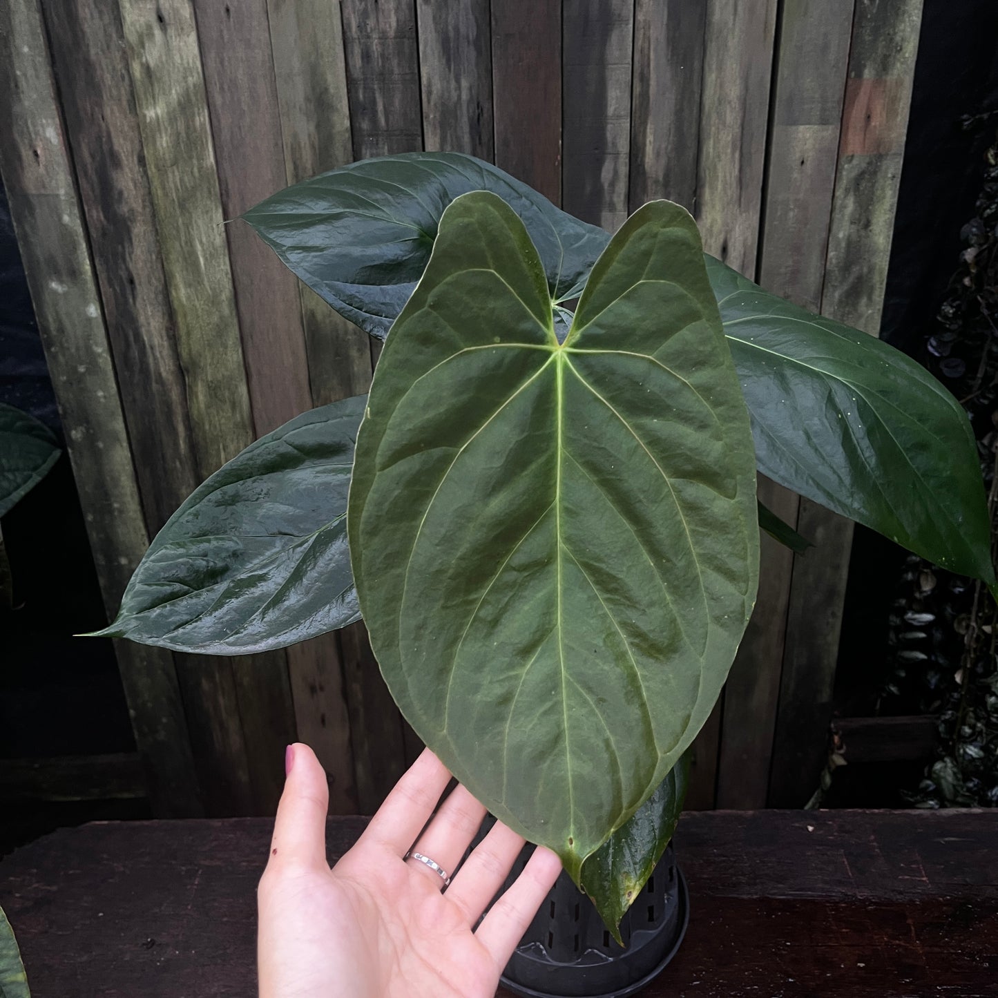 Anthurium Papillilaminum 'Vintage Clone' x 'Fort Sherman'