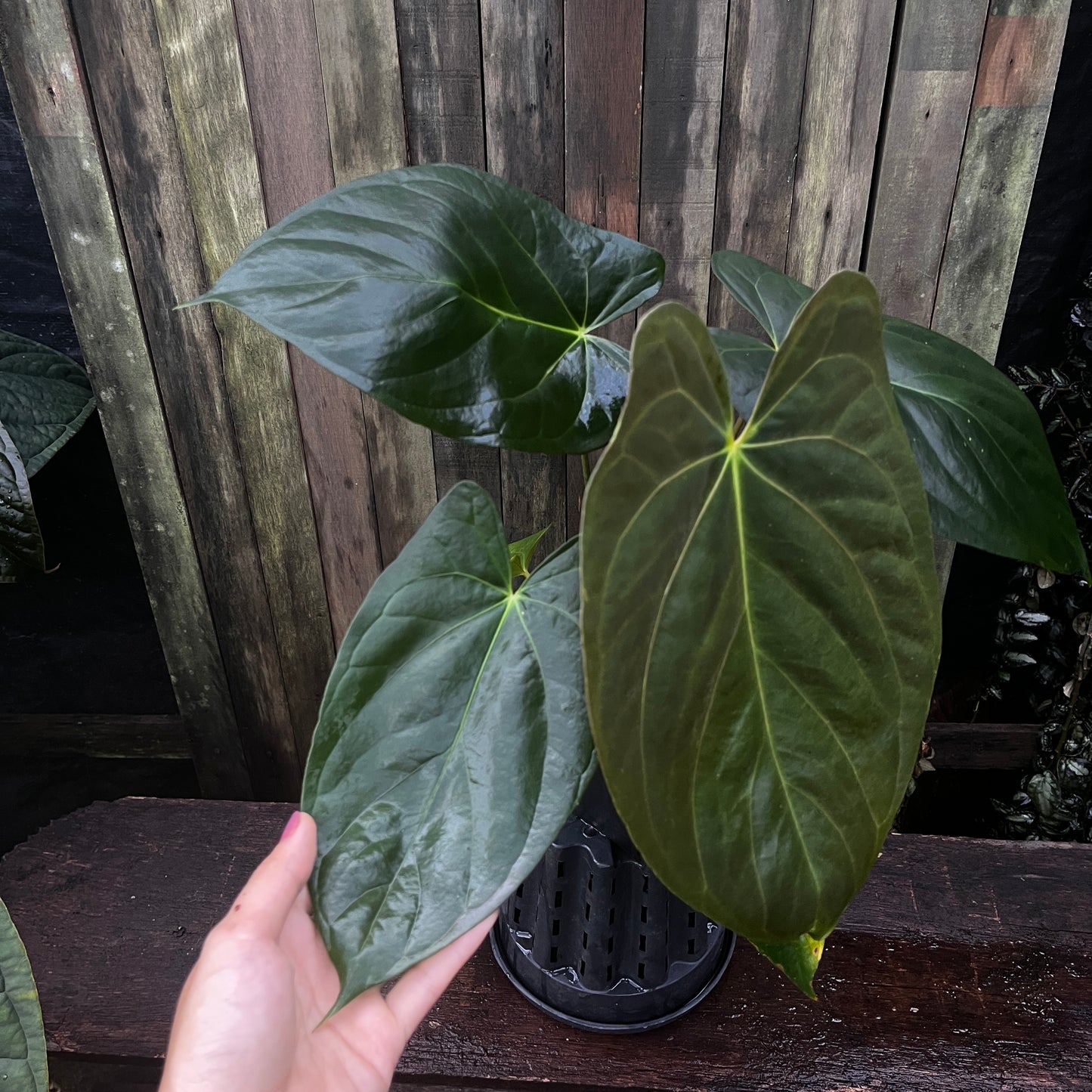 Anthurium Papillilaminum 'Vintage Clone' x 'Fort Sherman'