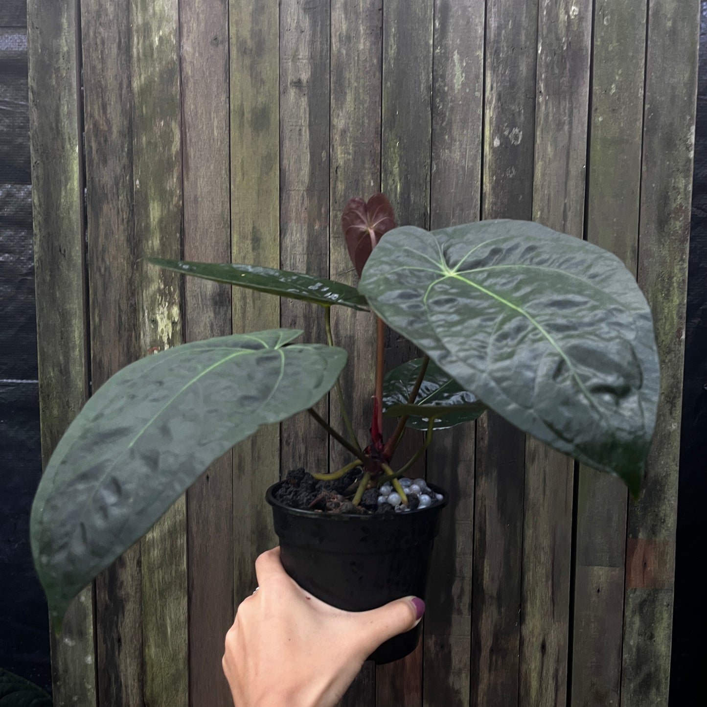 Anthurium Papillilaminum 'Fort Sherman' x 'Vintage Clone'