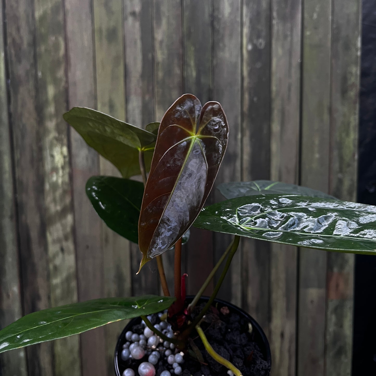 Anthurium Papillilaminum 'Fort Sherman' x 'Vintage Clone'