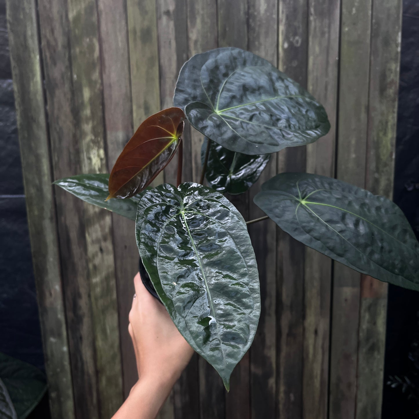 Anthurium Papillilaminum 'Fort Sherman' x 'Vintage Clone'