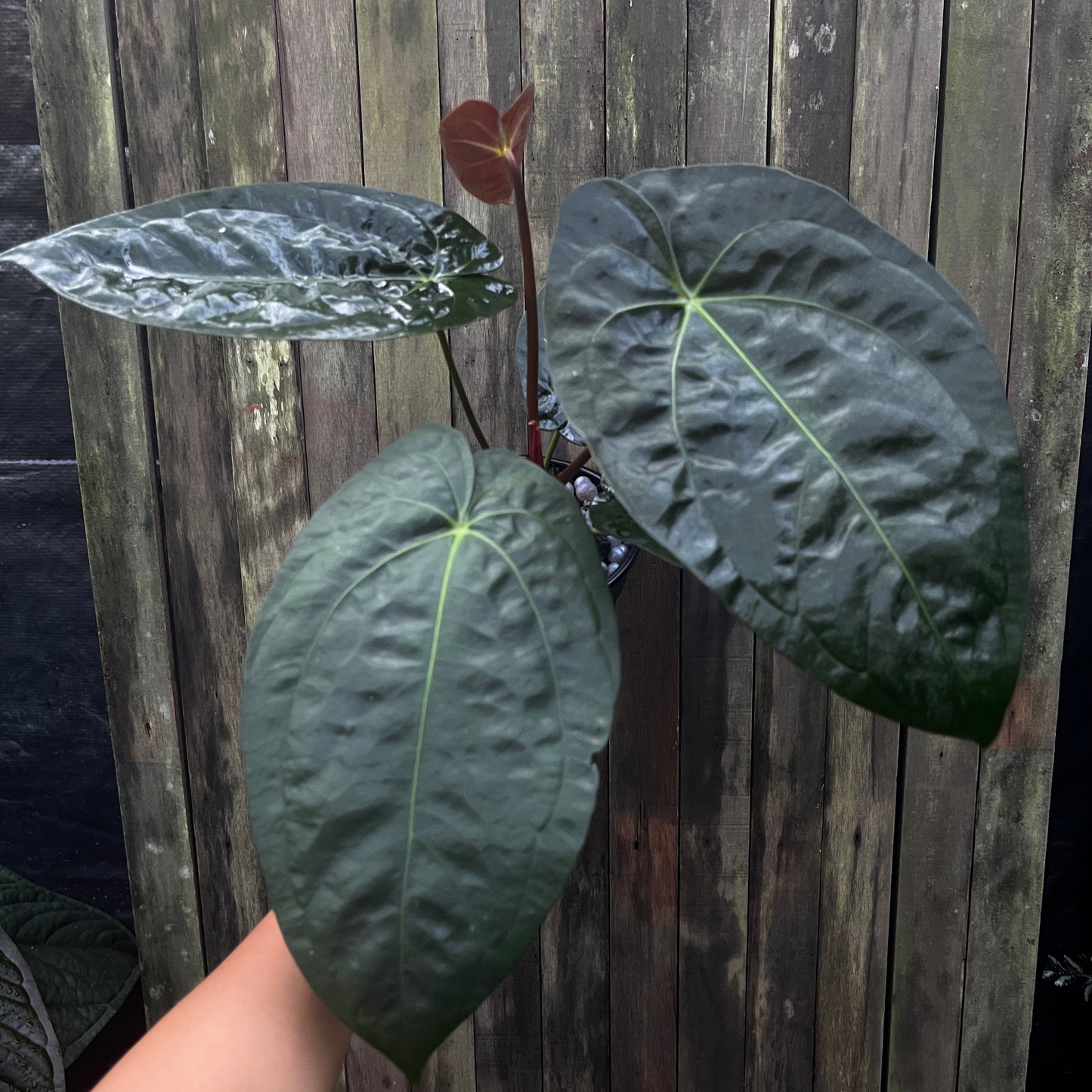 Anthurium Papillilaminum 'Fort Sherman' x 'Vintage Clone'