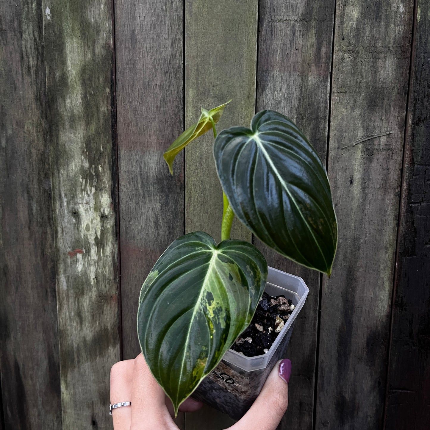 Philodendron Melanochrysum Variegated