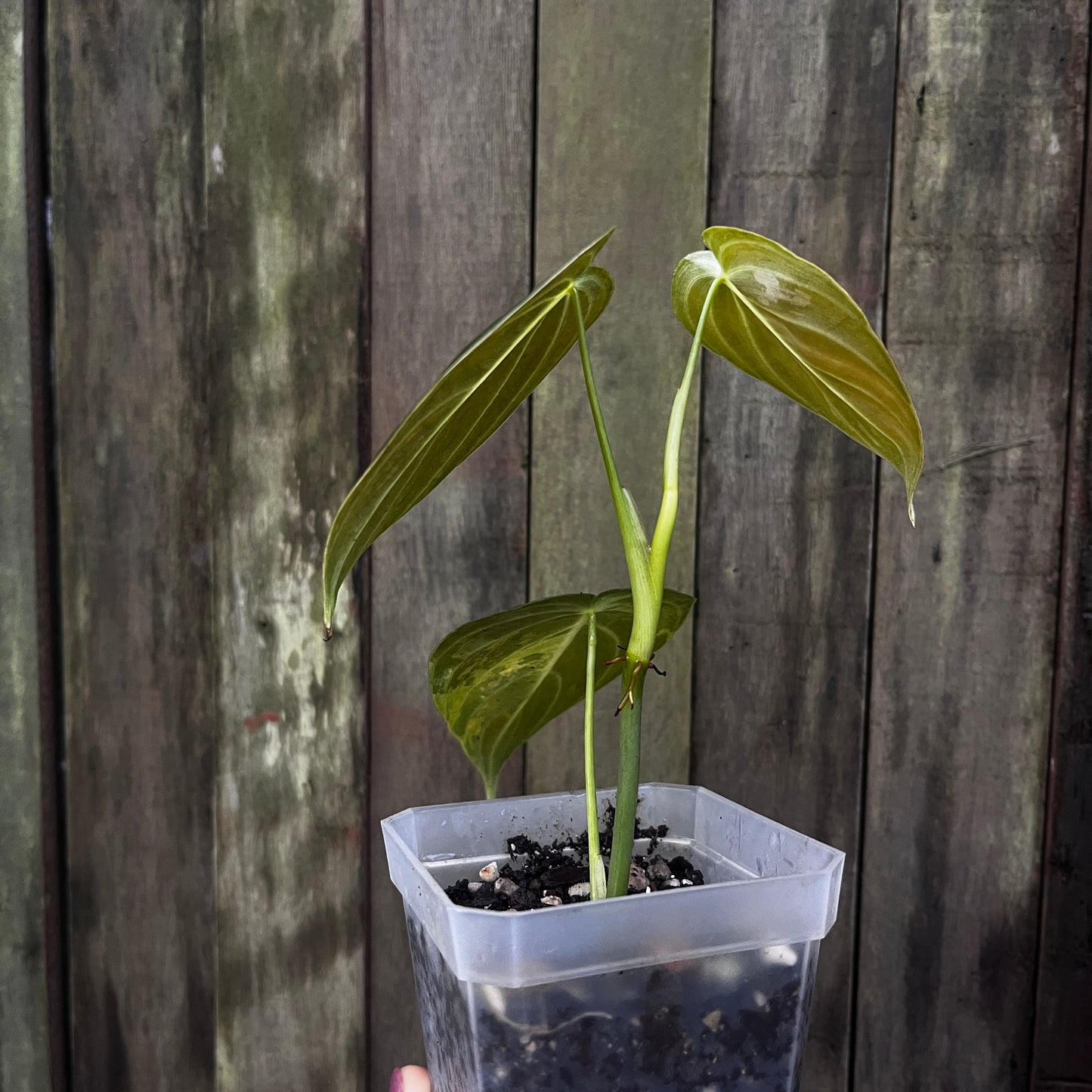 Philodendron Melanochrysum Variegated