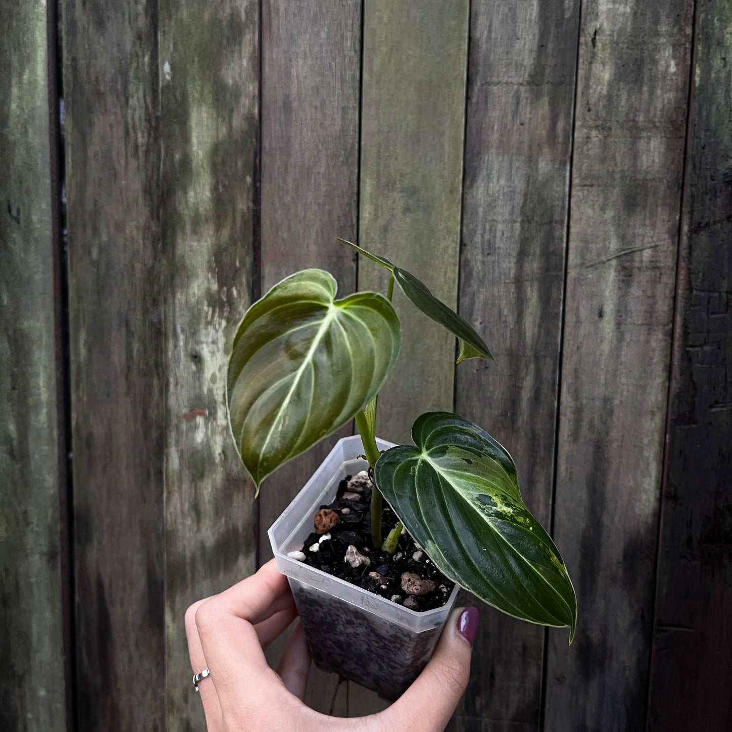Philodendron Melanochrysum Variegated