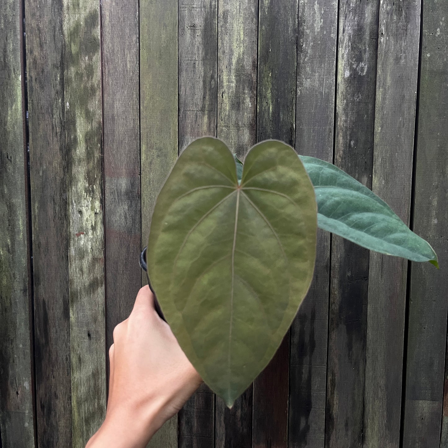 Anthurium Dressleri