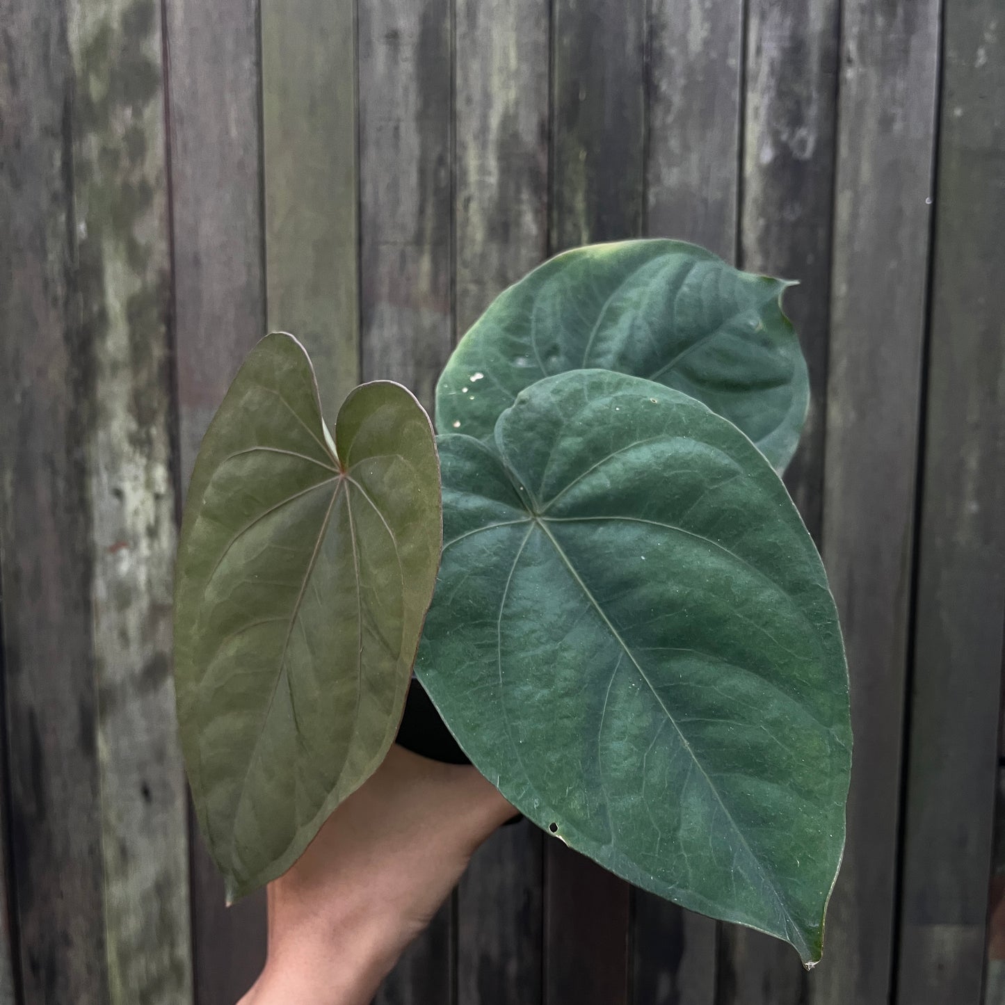 Anthurium Dressleri