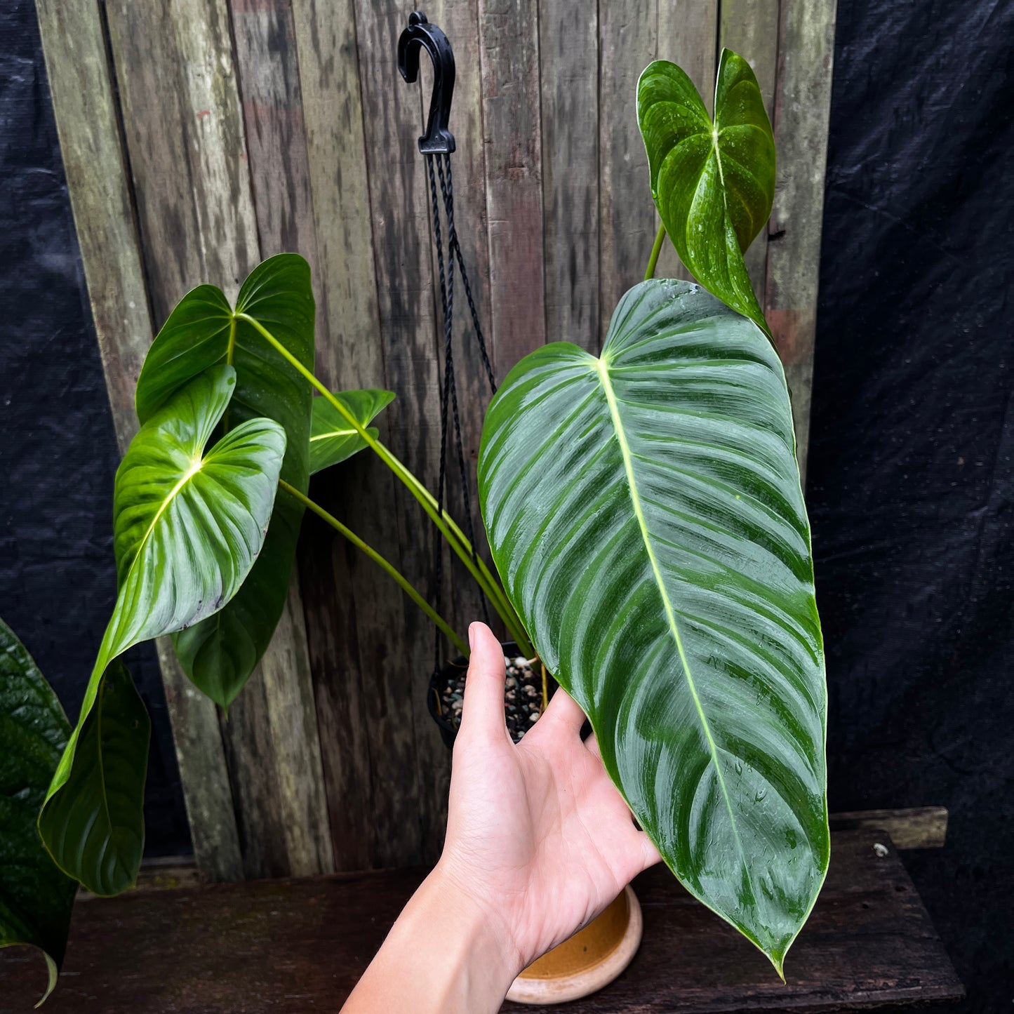 Philodendron sp