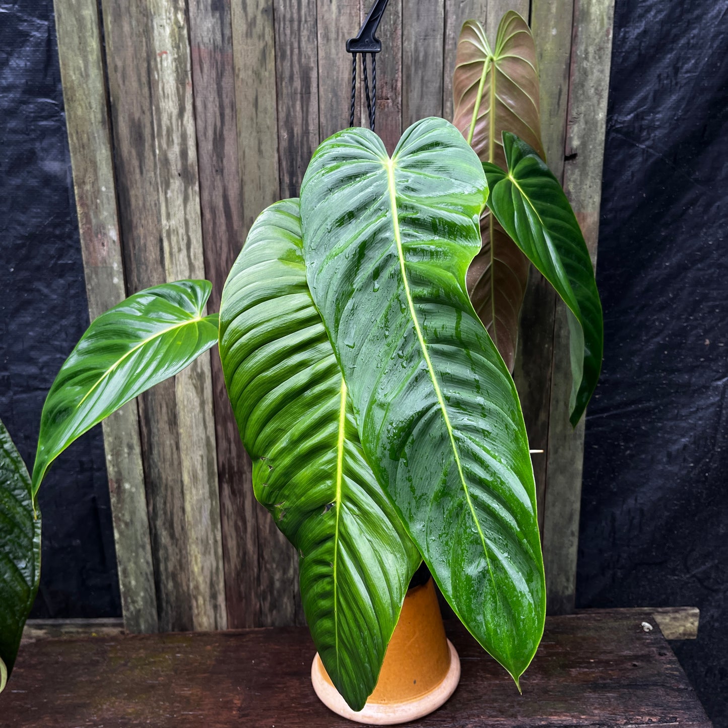 Philodendron sp