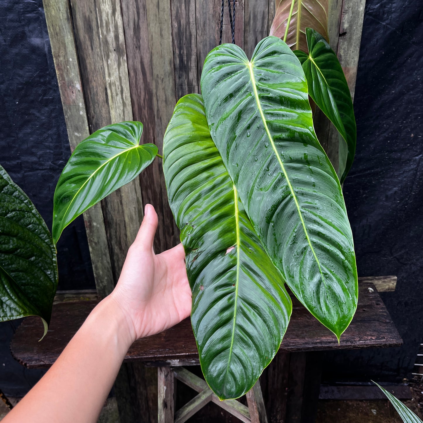 Philodendron sp