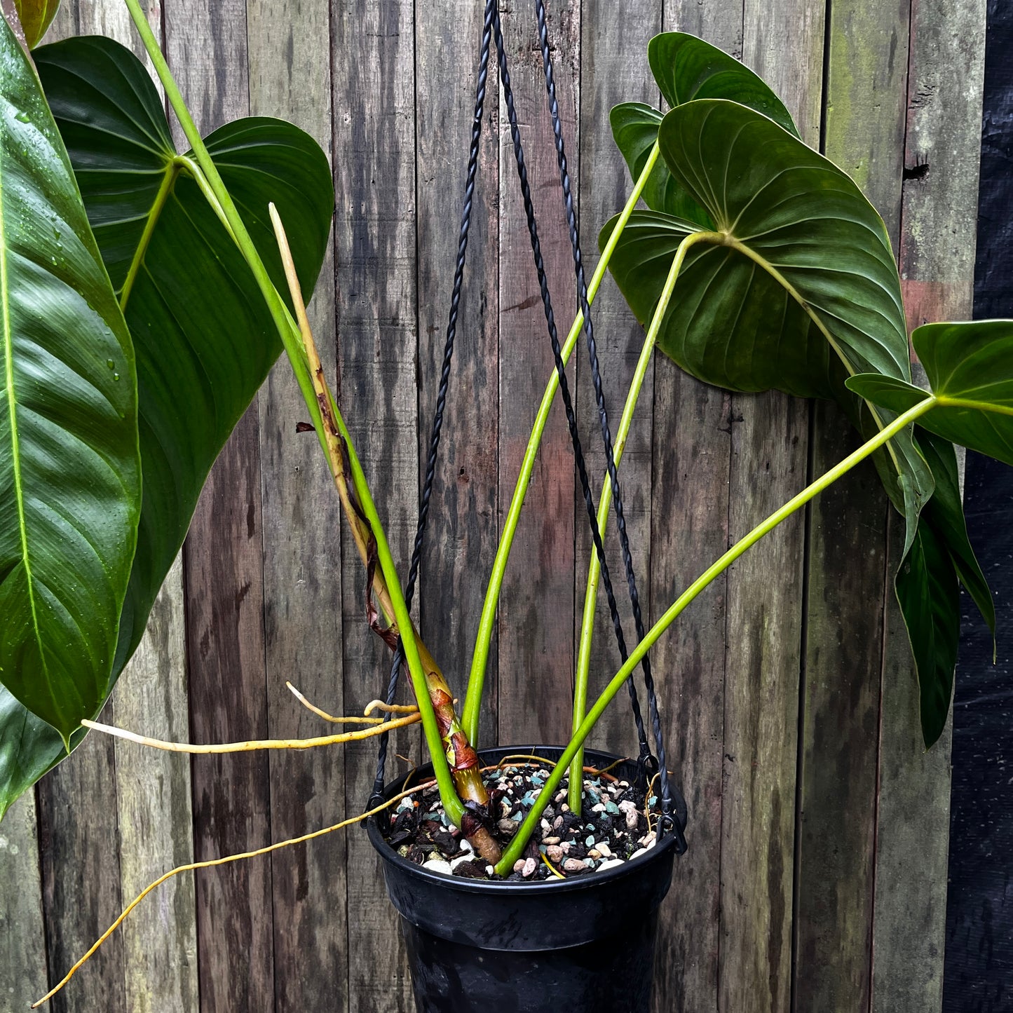 Philodendron sp