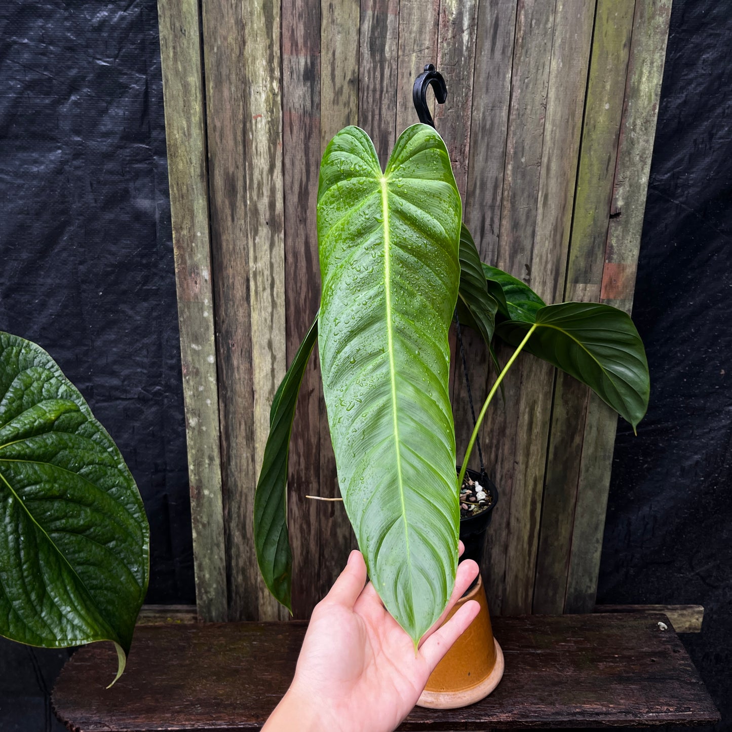 Philodendron sp