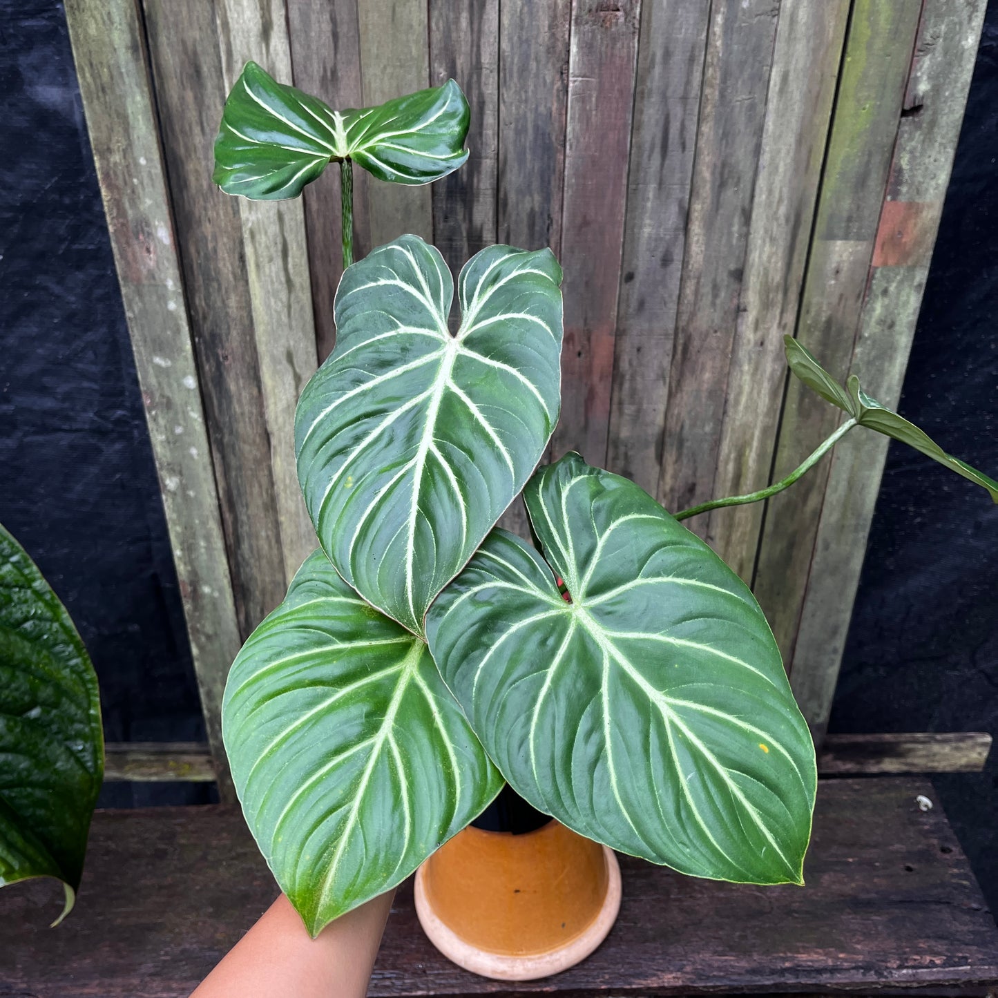 Philodendron Gloriosum (Miniature)