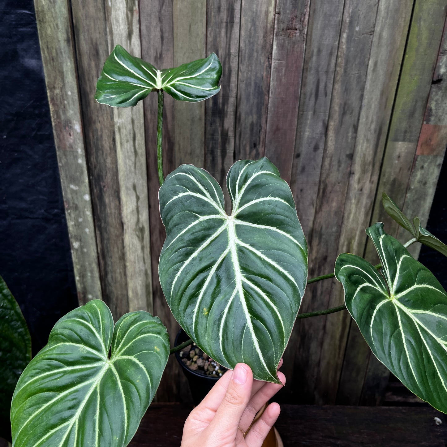Philodendron Gloriosum (Miniature)