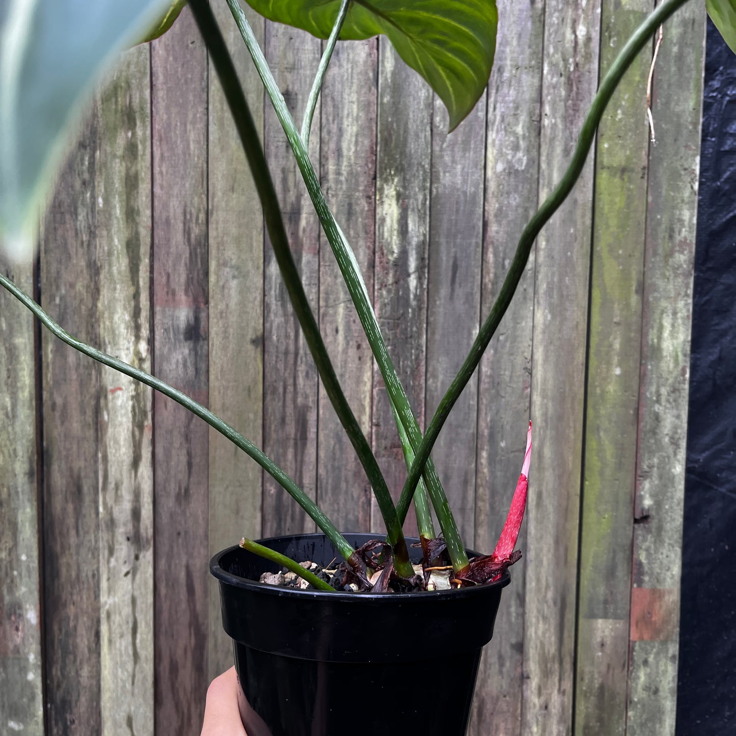 Philodendron Gloriosum (Miniature)
