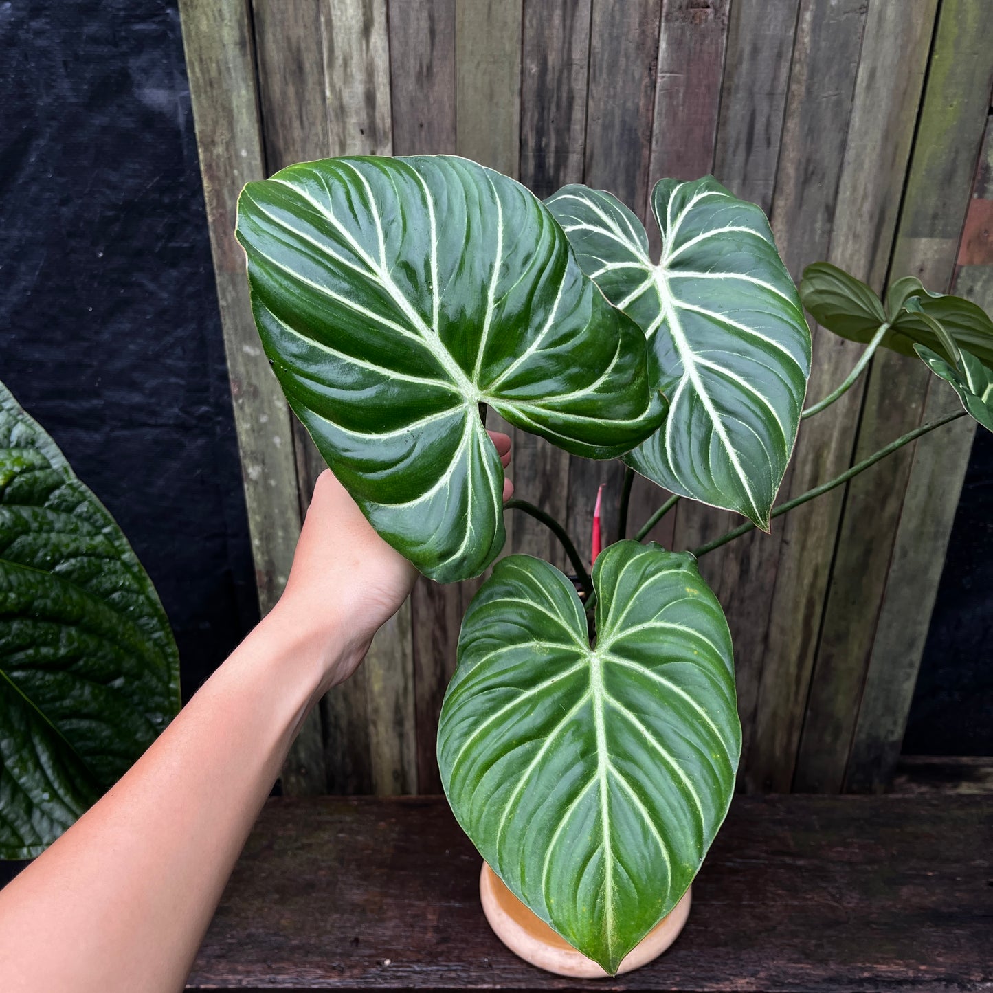 Philodendron Gloriosum (Miniature)