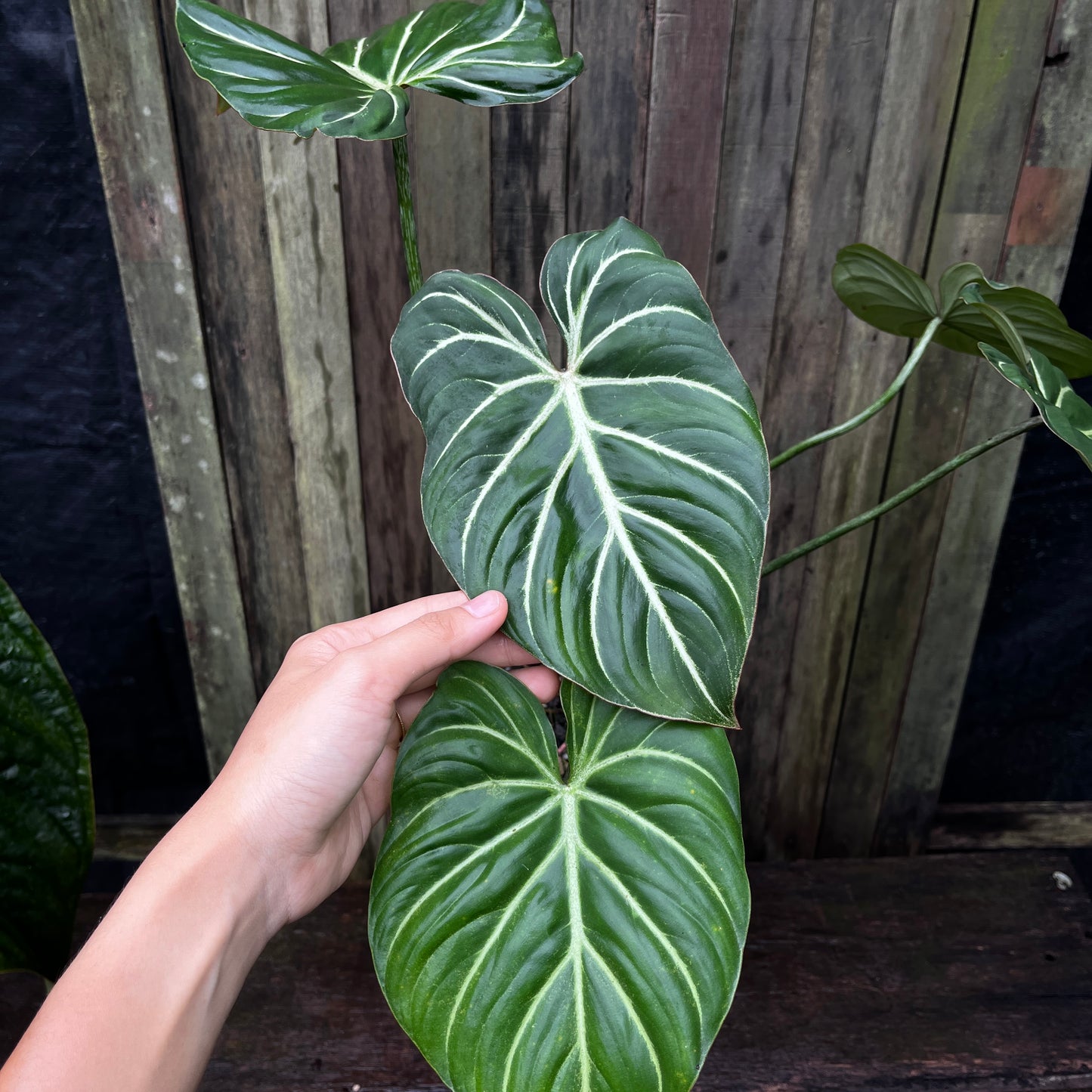 Philodendron Gloriosum (Miniature)