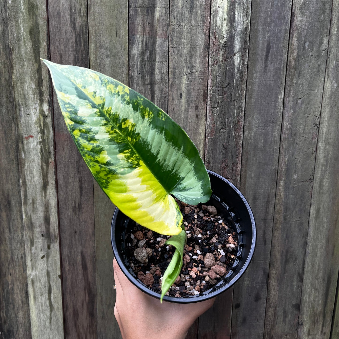 Homalomena Wallichii Variegata