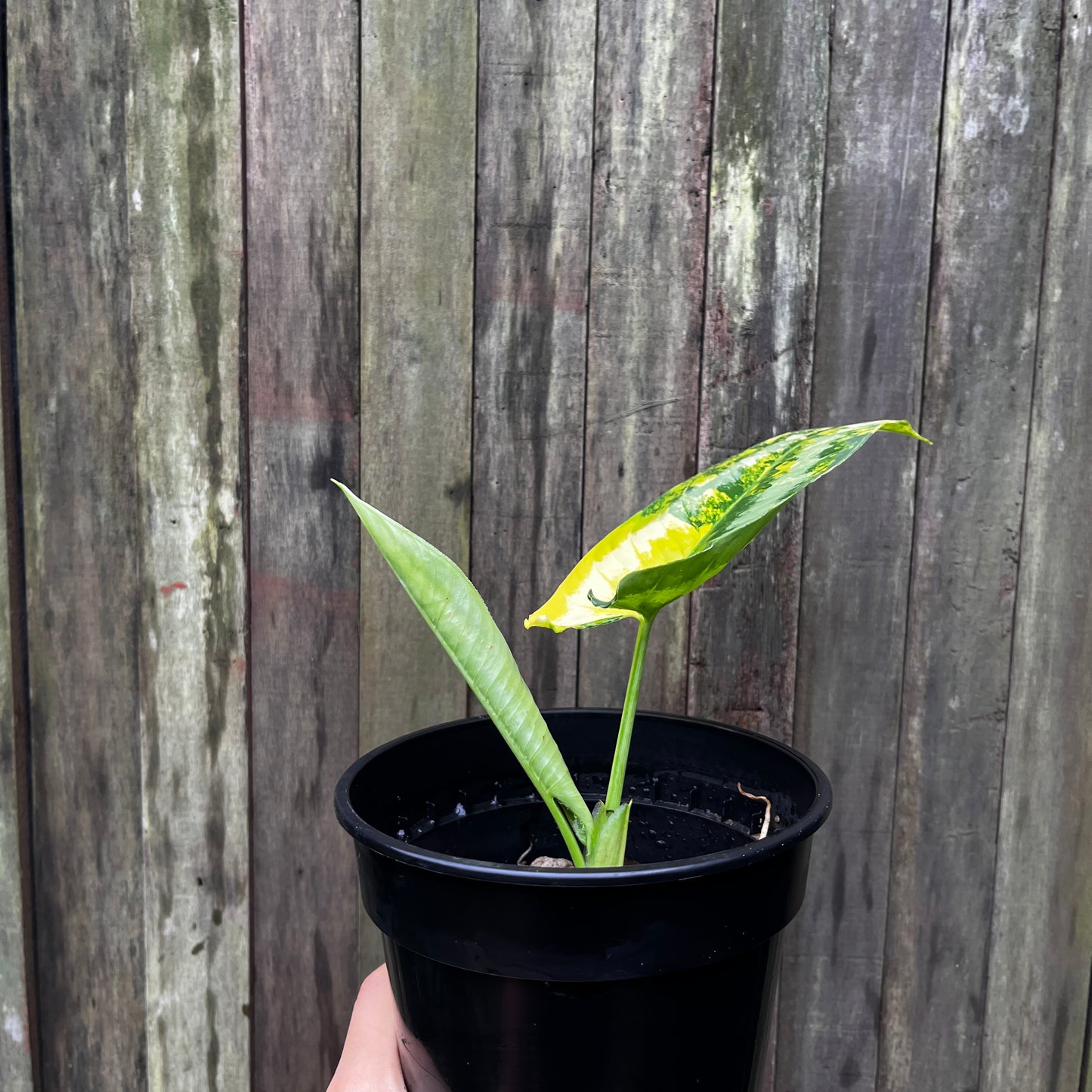 Homalomena Wallichii Variegata