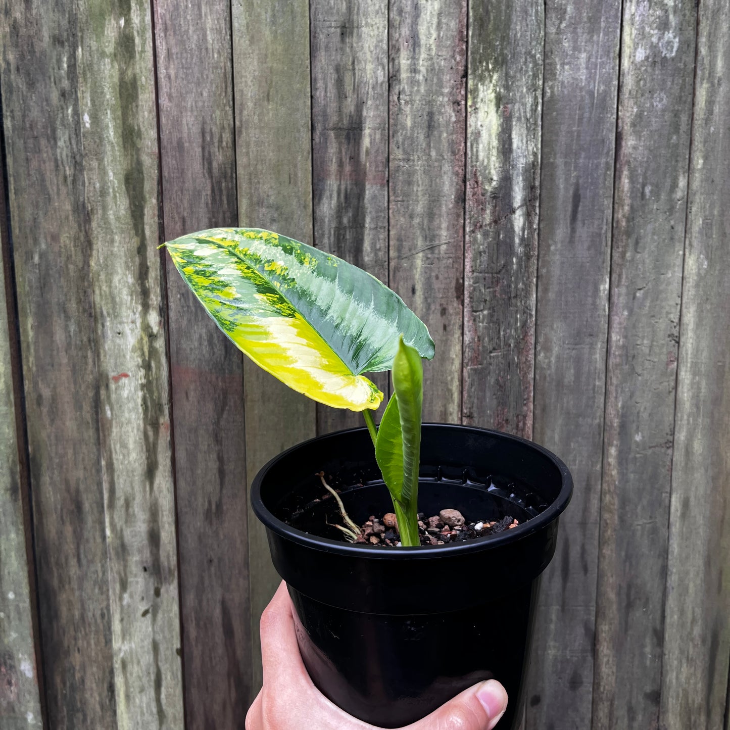 Homalomena Wallichii Variegata