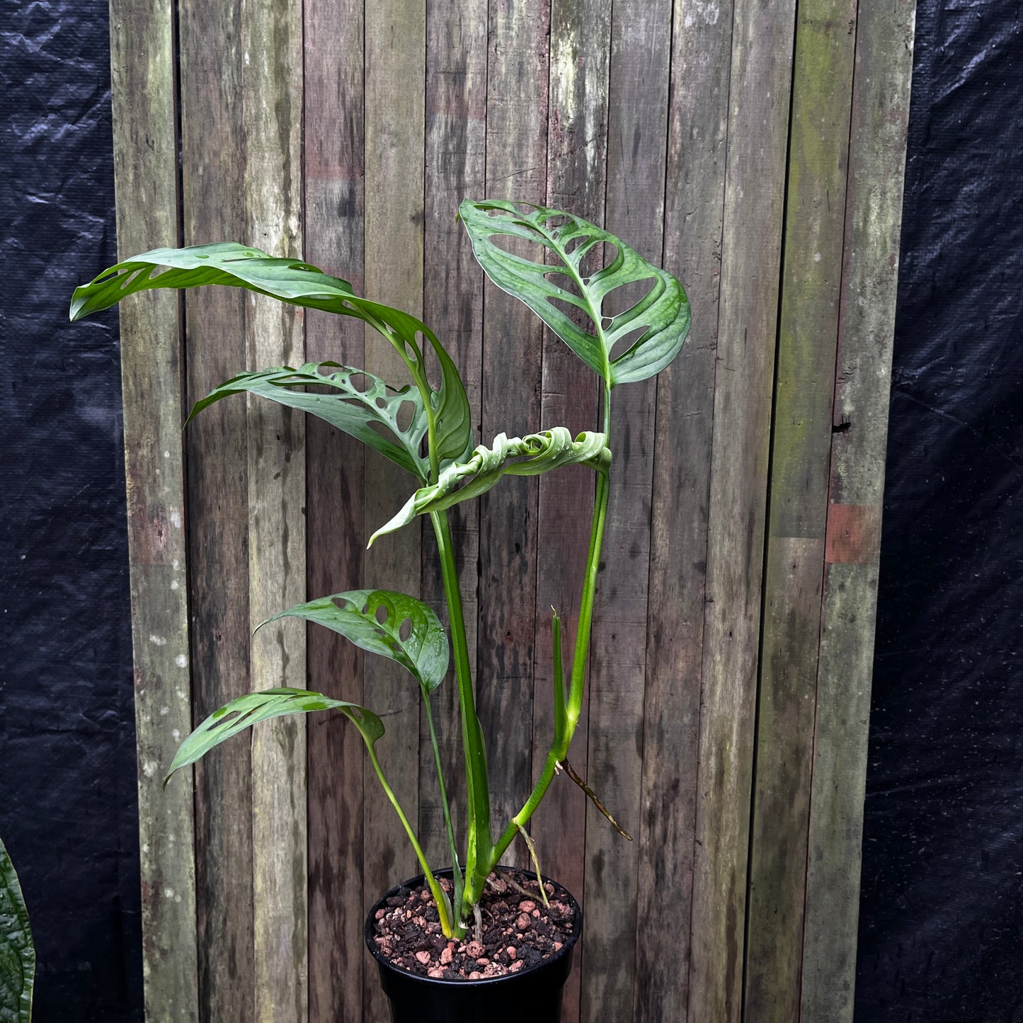 Monstera Esqueleto