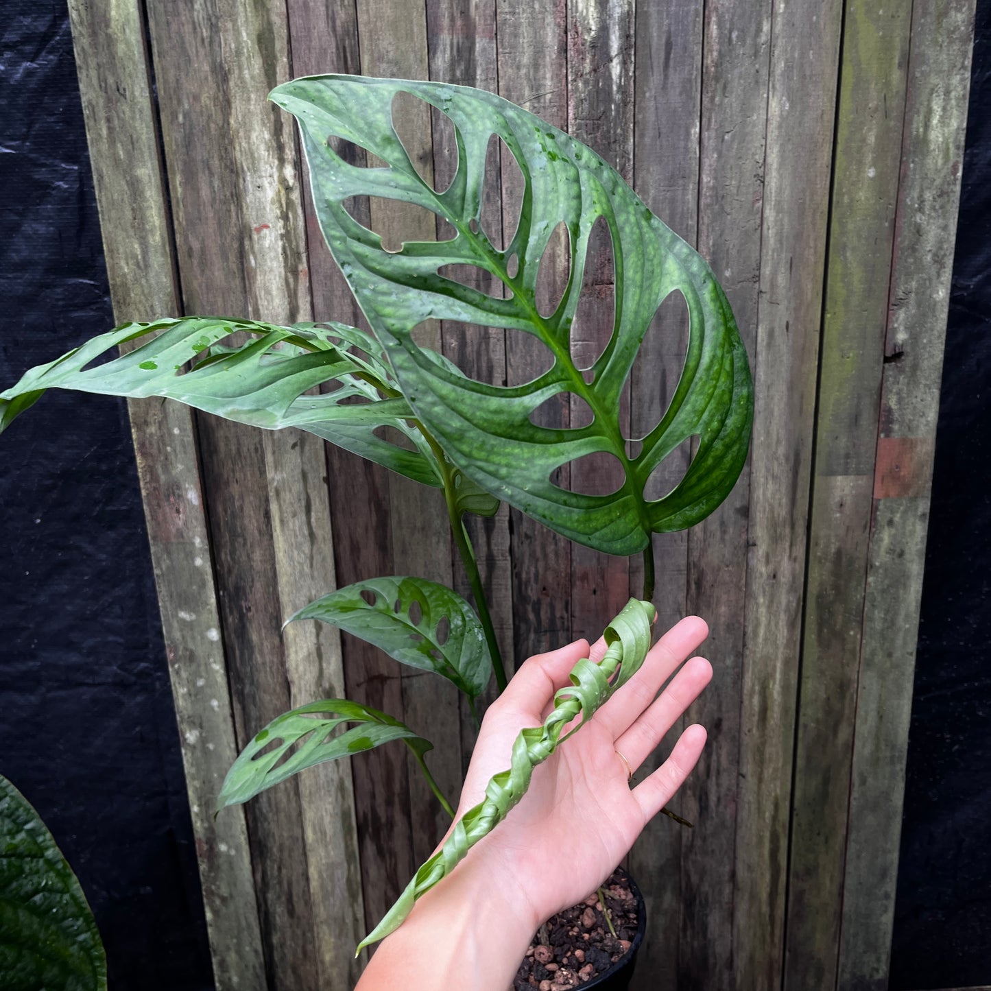 Monstera Esqueleto