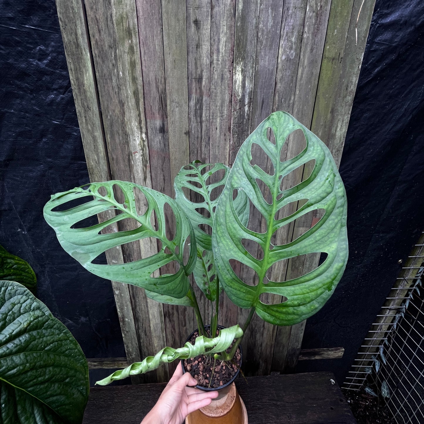 Monstera Esqueleto