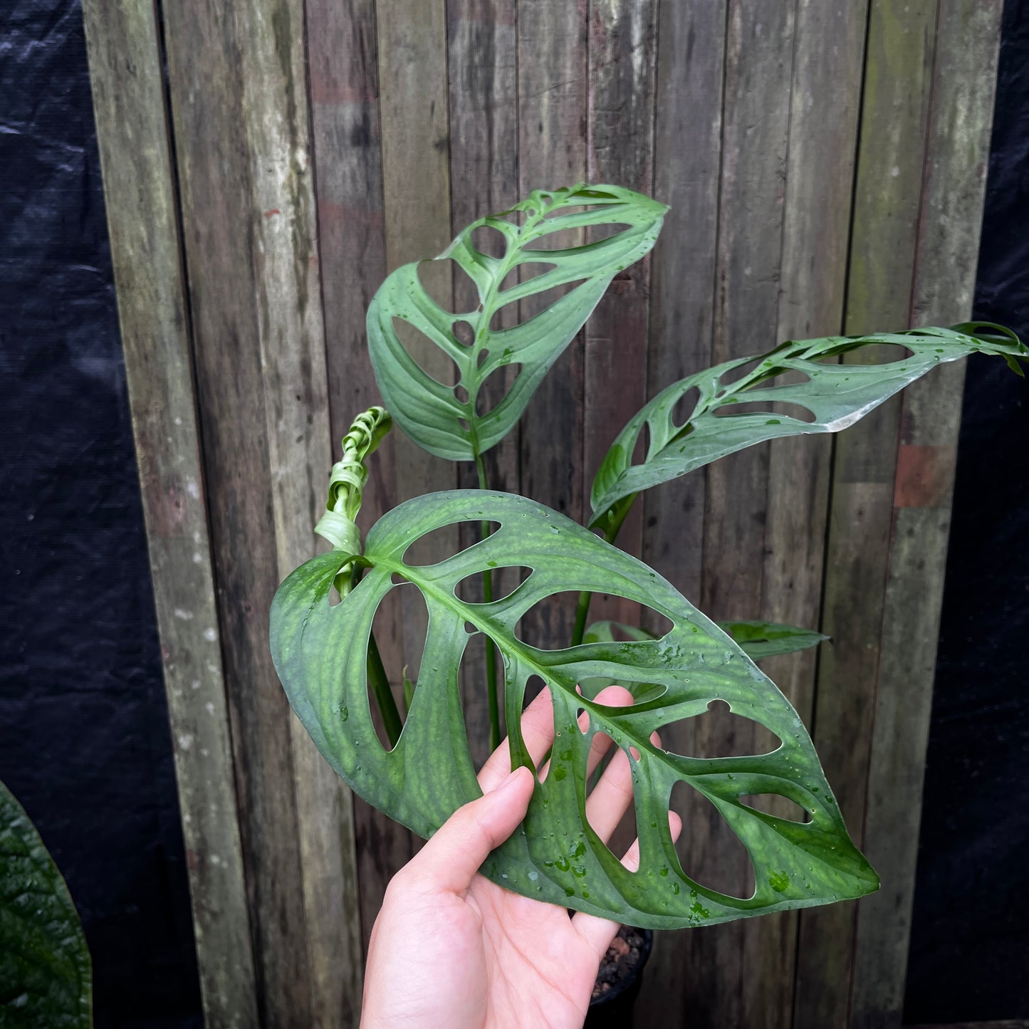 Monstera Esqueleto