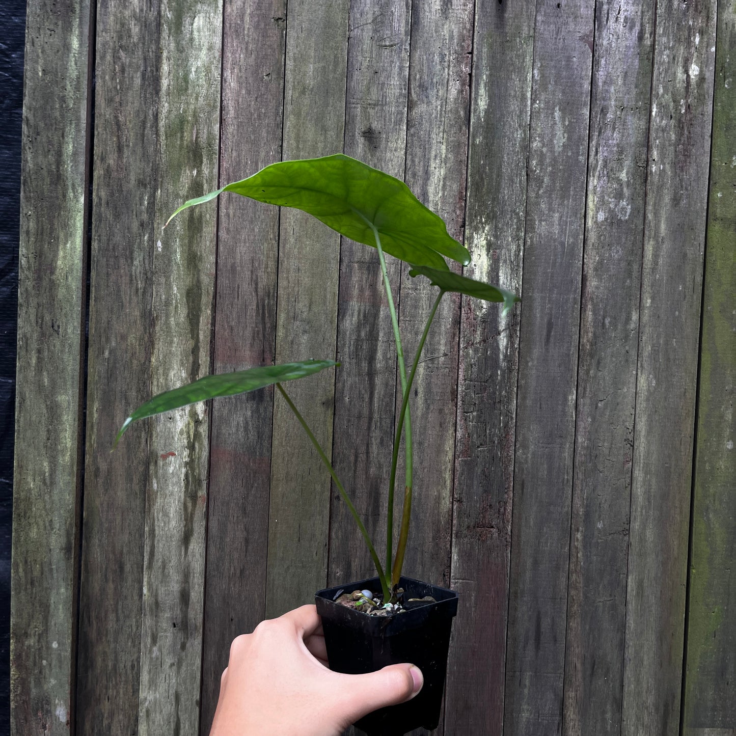 Alocasia Heterophylla aff