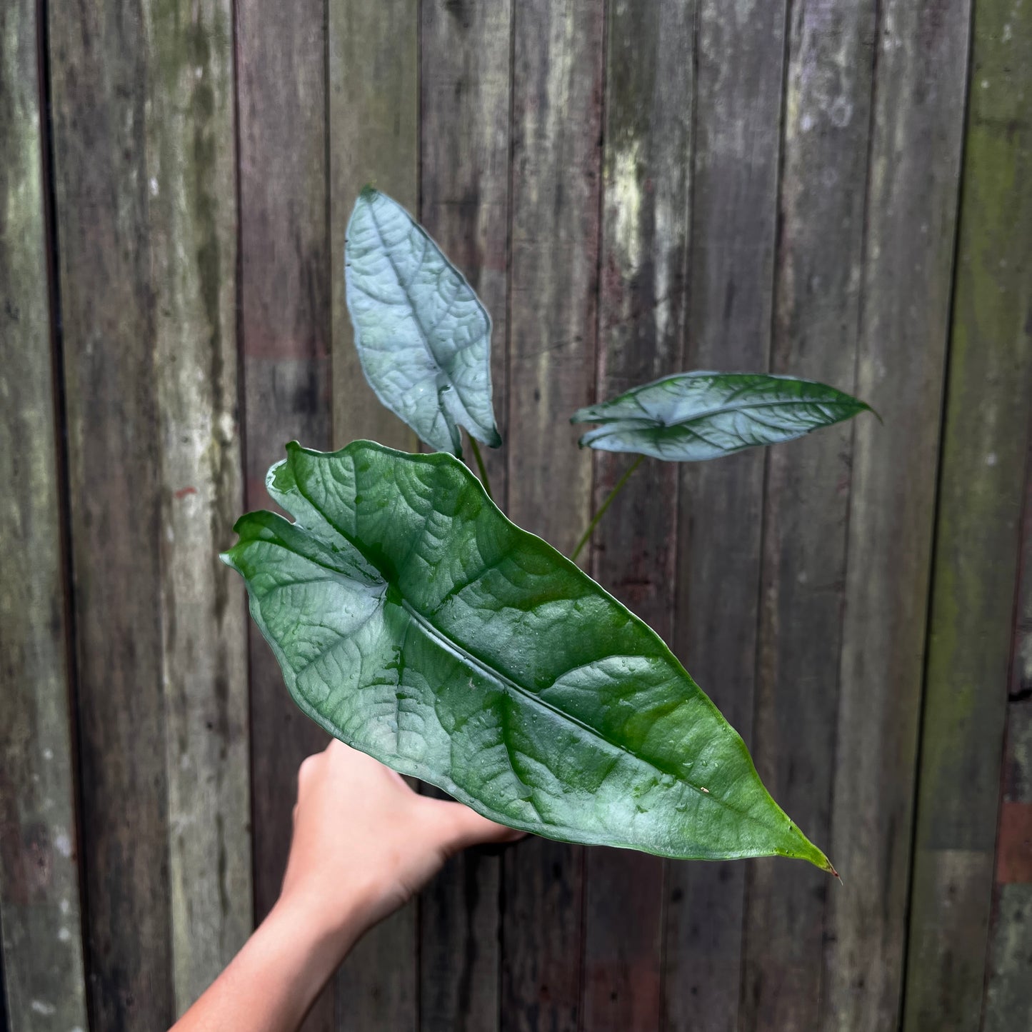 Alocasia Heterophylla aff