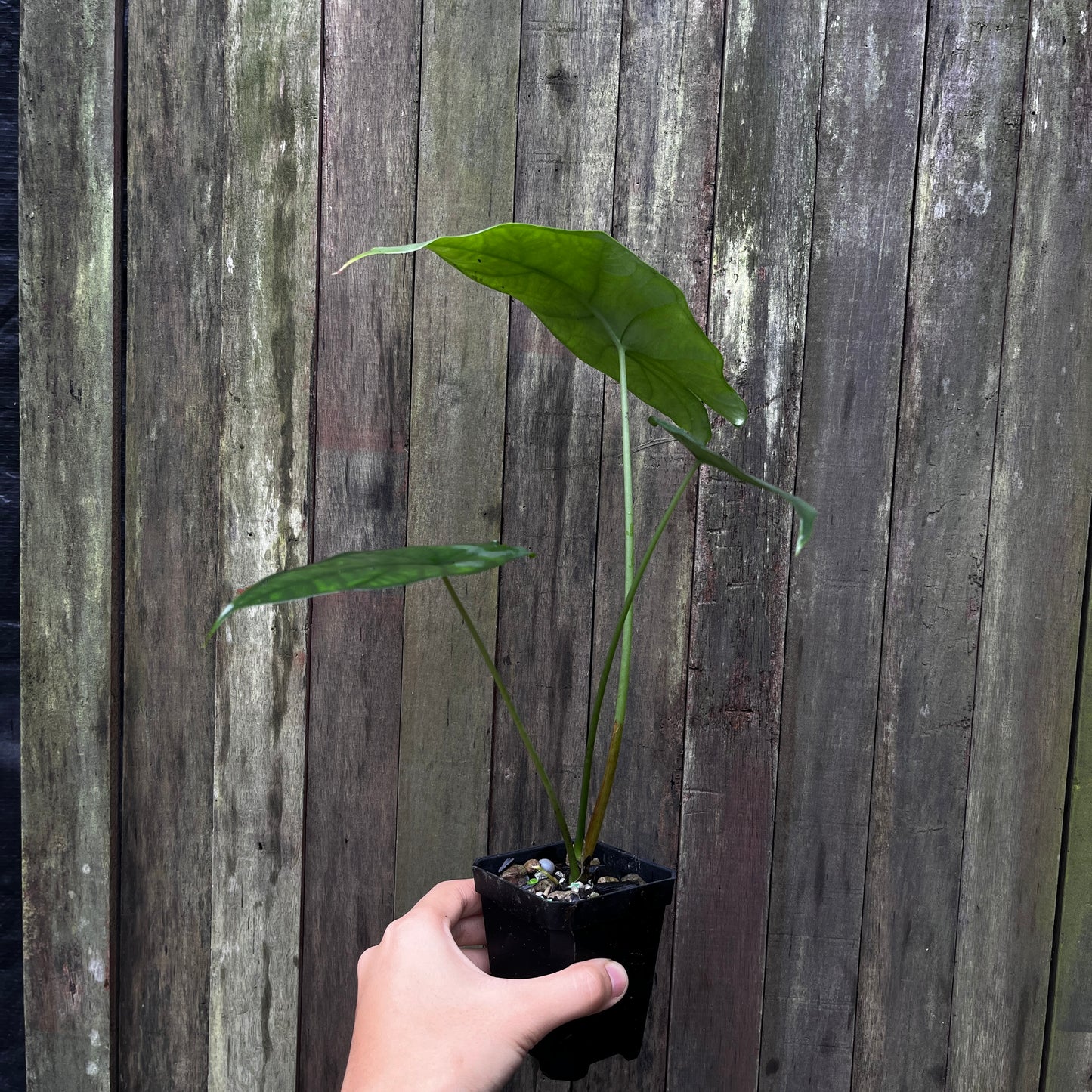 Alocasia Heterophylla aff