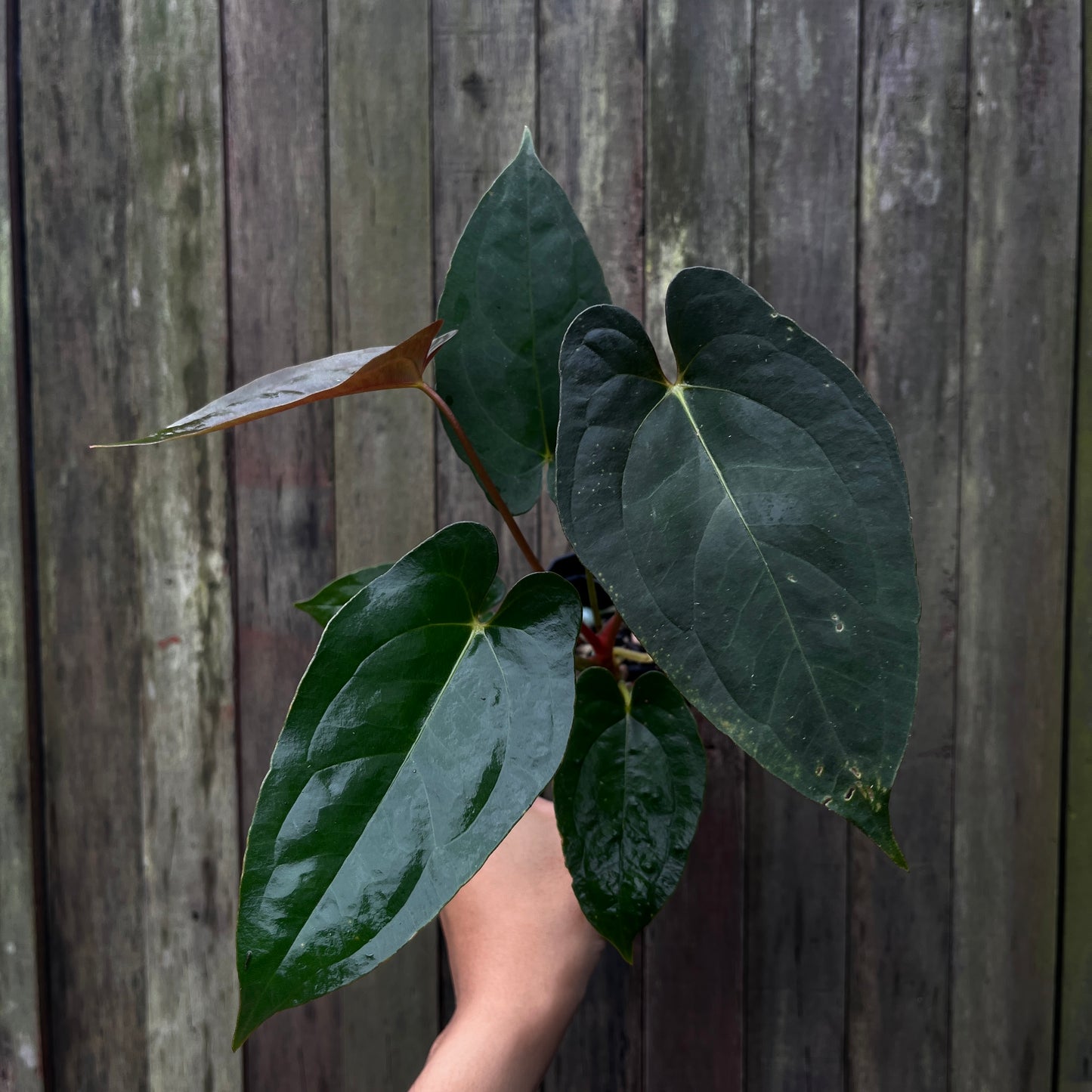 Anthurium Blue Papillilaminum x Fort Sherman