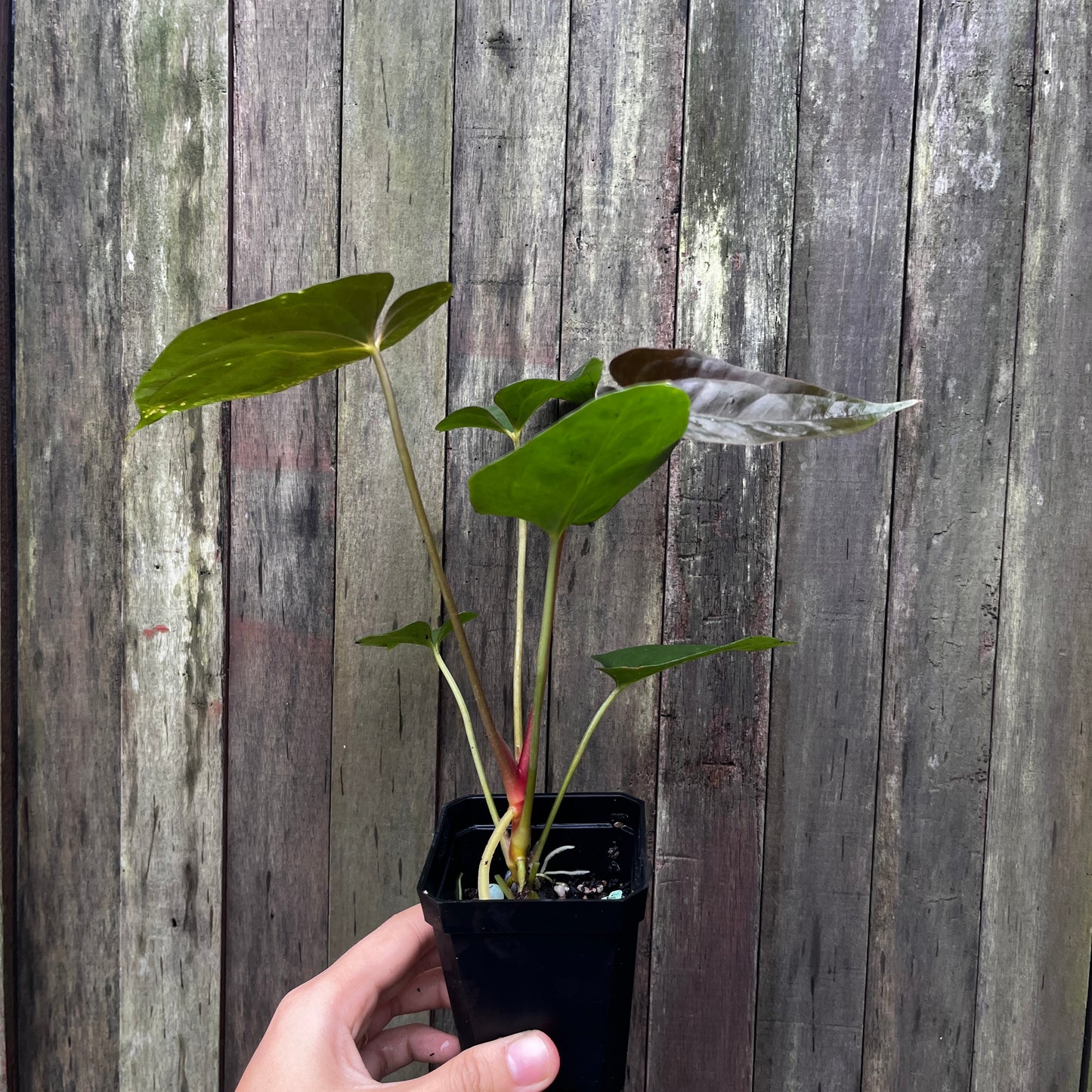 Anthurium Blue Papillilaminum x Fort Sherman
